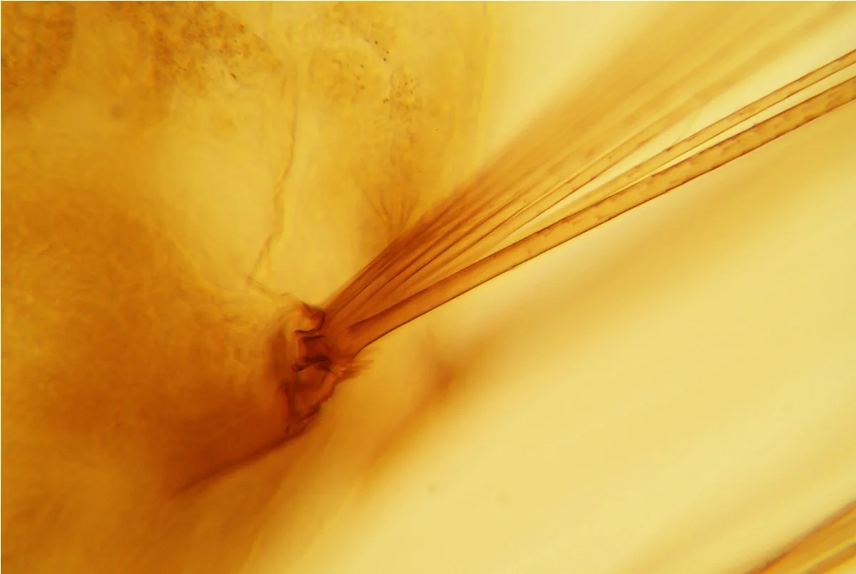 Mosquito Larva 7.jpg