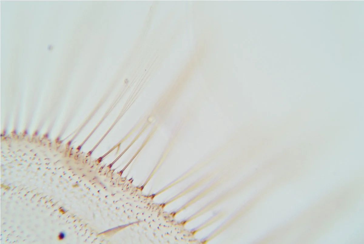 Mosquito Wing 4.jpg