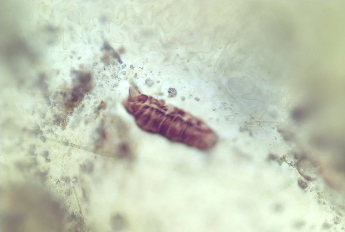 Tardigrade 4.jpg