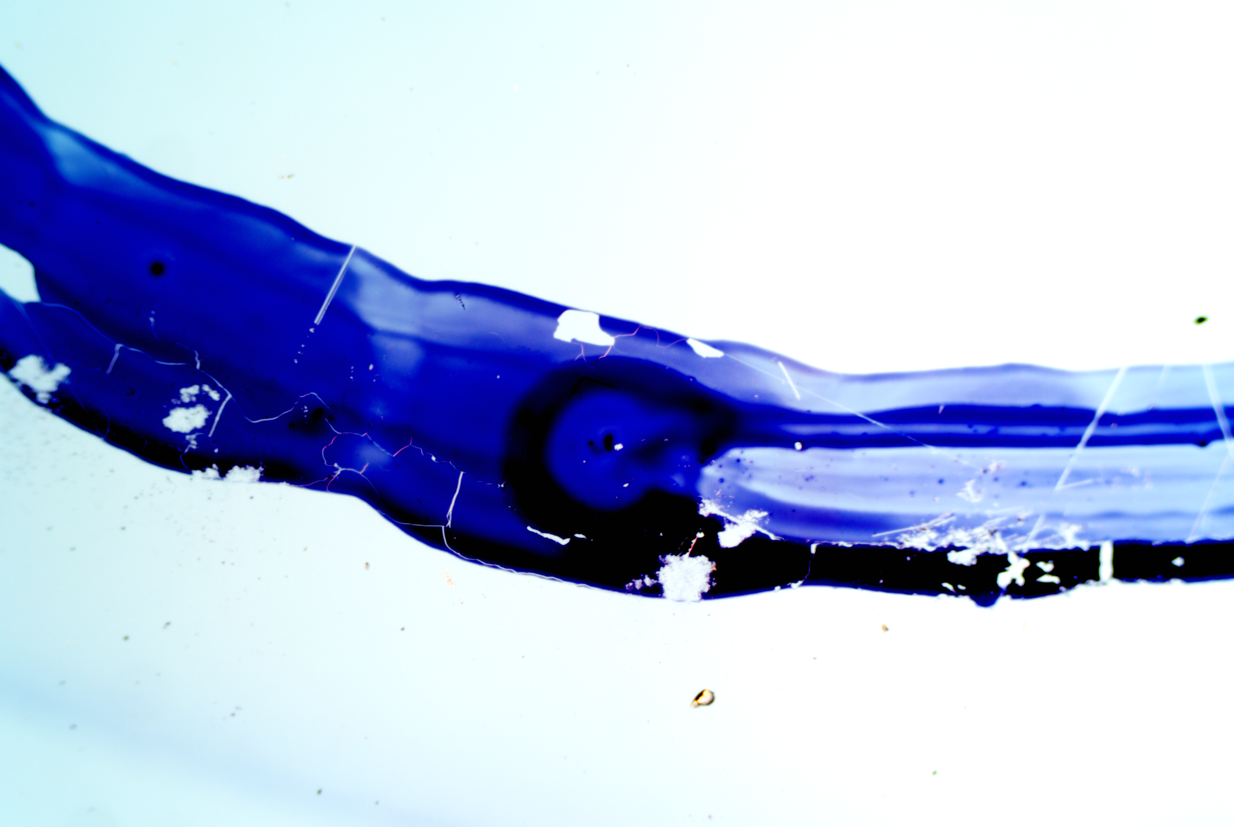 Clostridium tetani (13).png