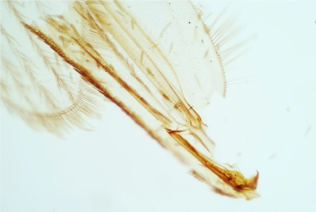 Mosquito Wing 2.jpg