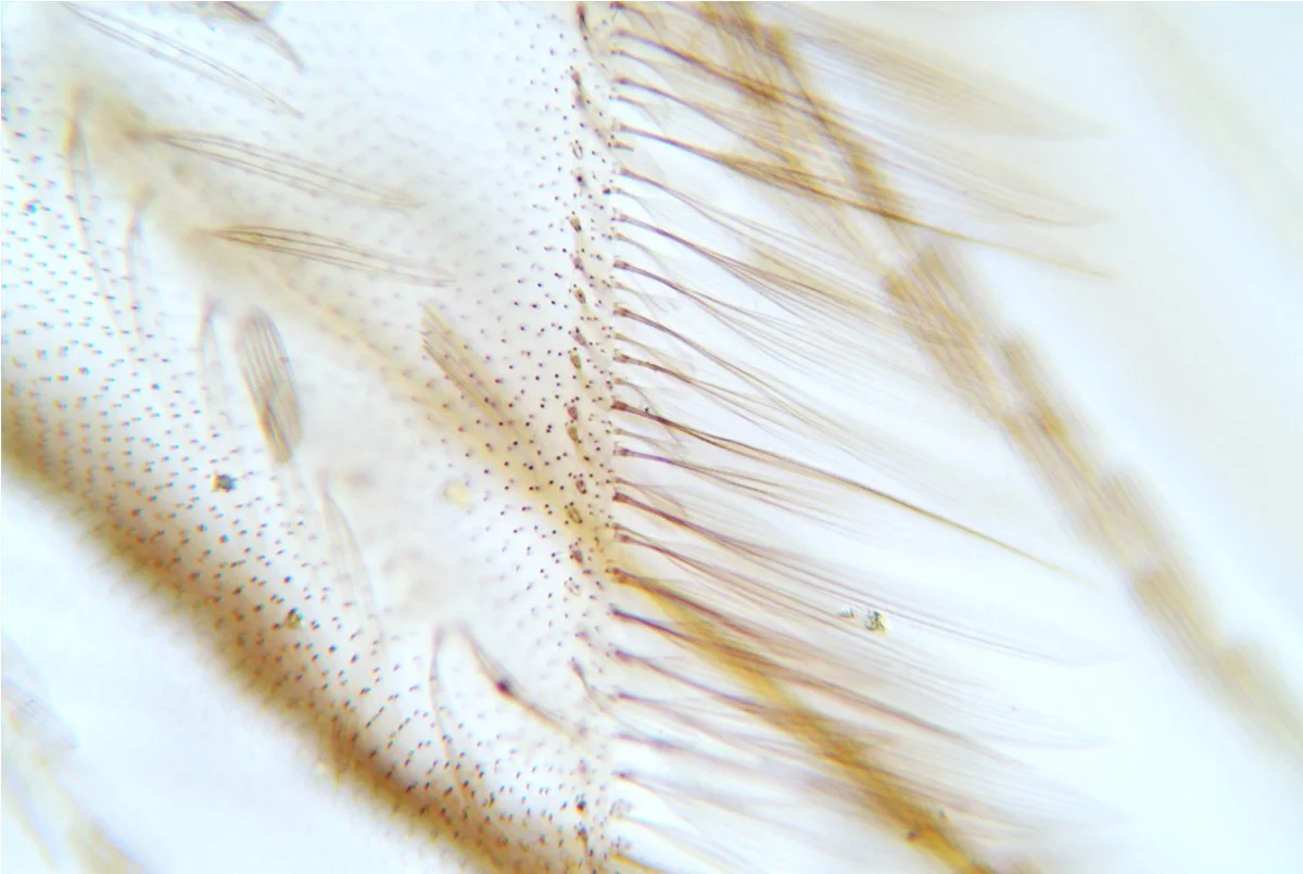Mosquito Wing 6.jpg