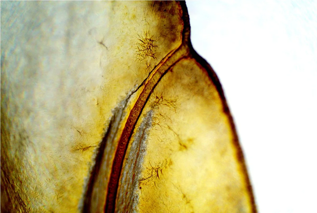 Cicada Magnified 17.jpg