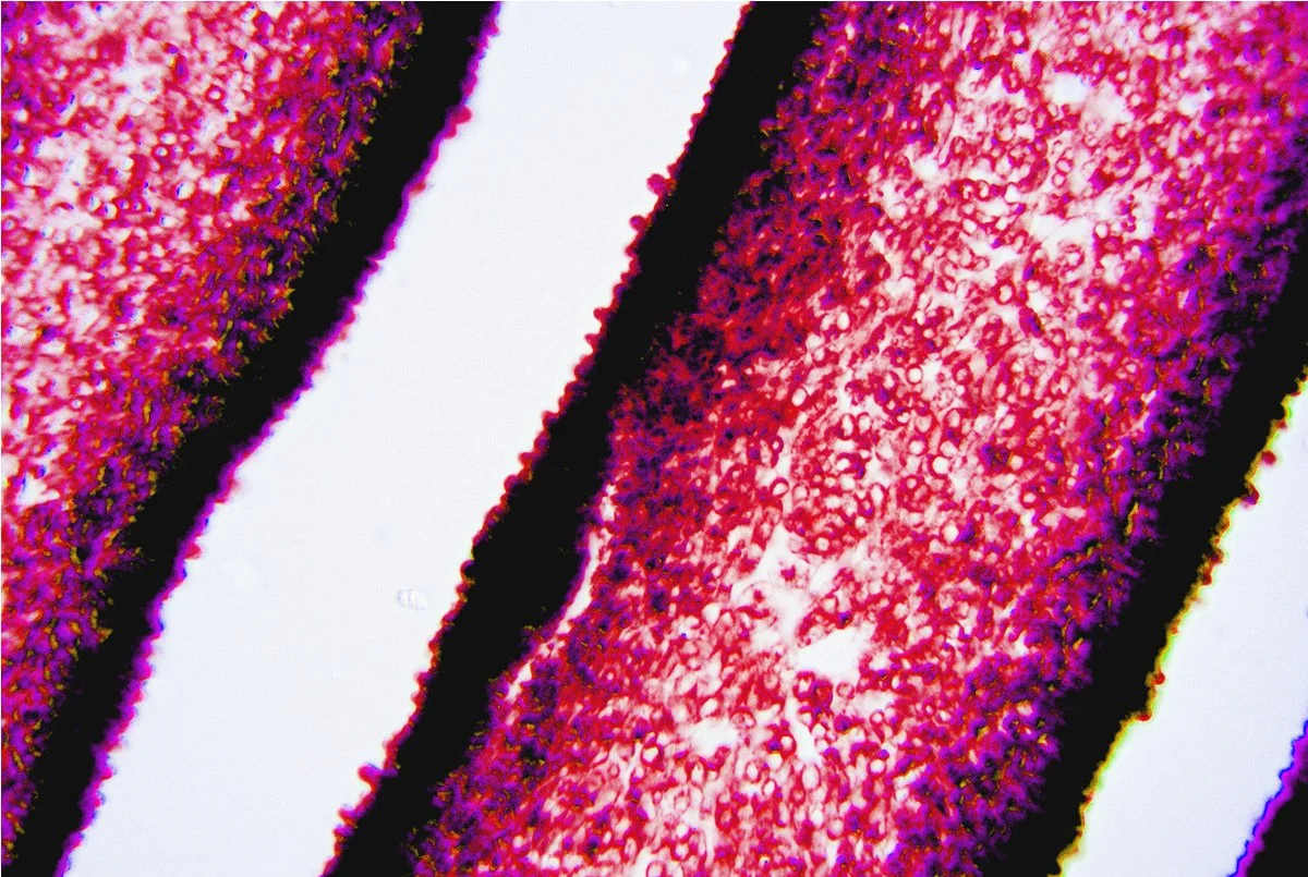 Onion Epidermis 2.jpg