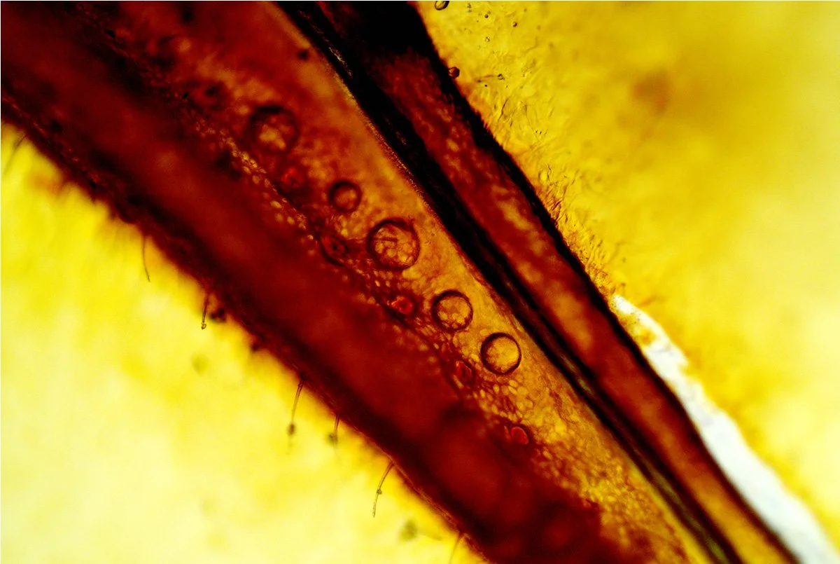 Cicada Magnified 20.jpg