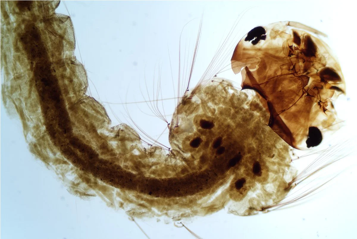 Mosquito Larva 1.jpg