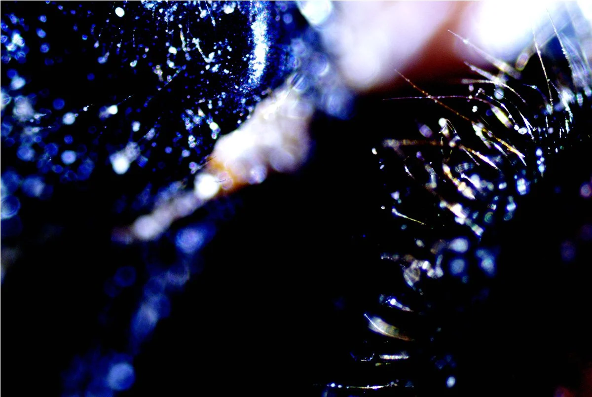 Cicada Magnified 7.jpg