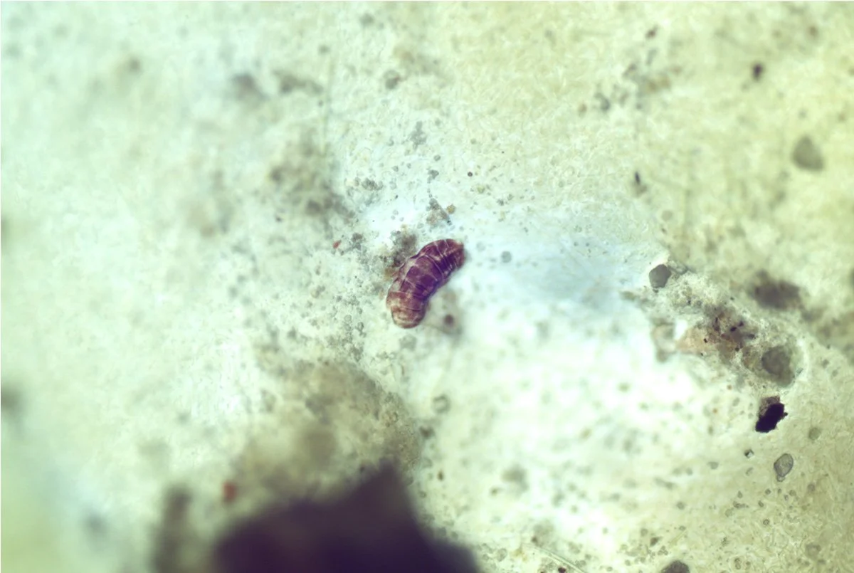 Tardigrade 6.jpg
