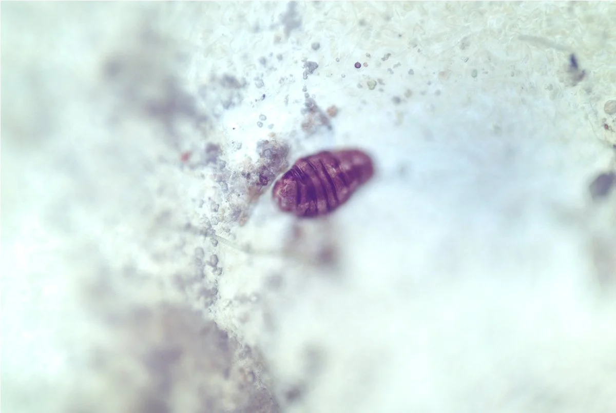 Tardigrade 1.jpg