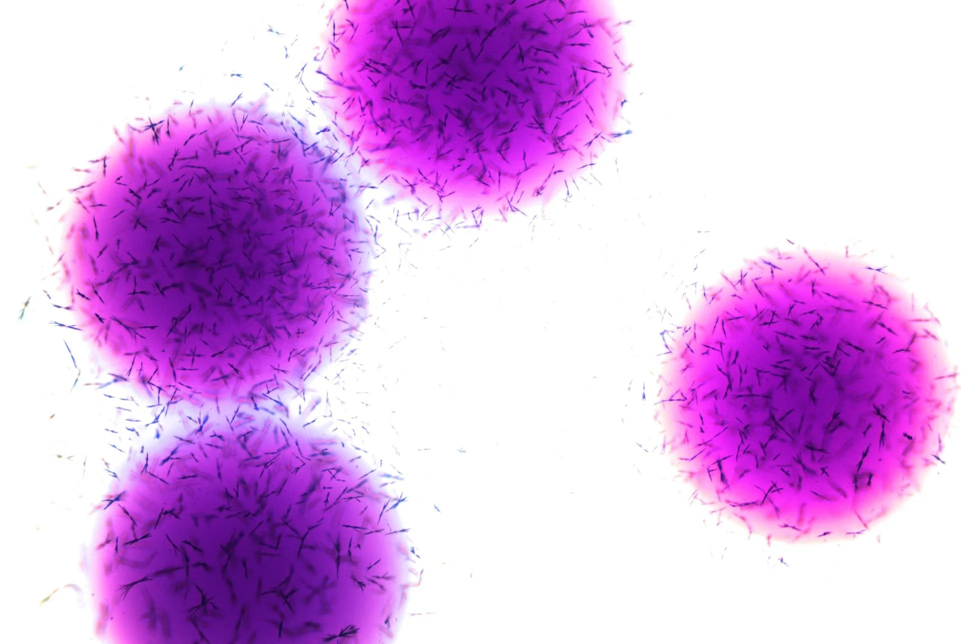 strep micro 5.jpg