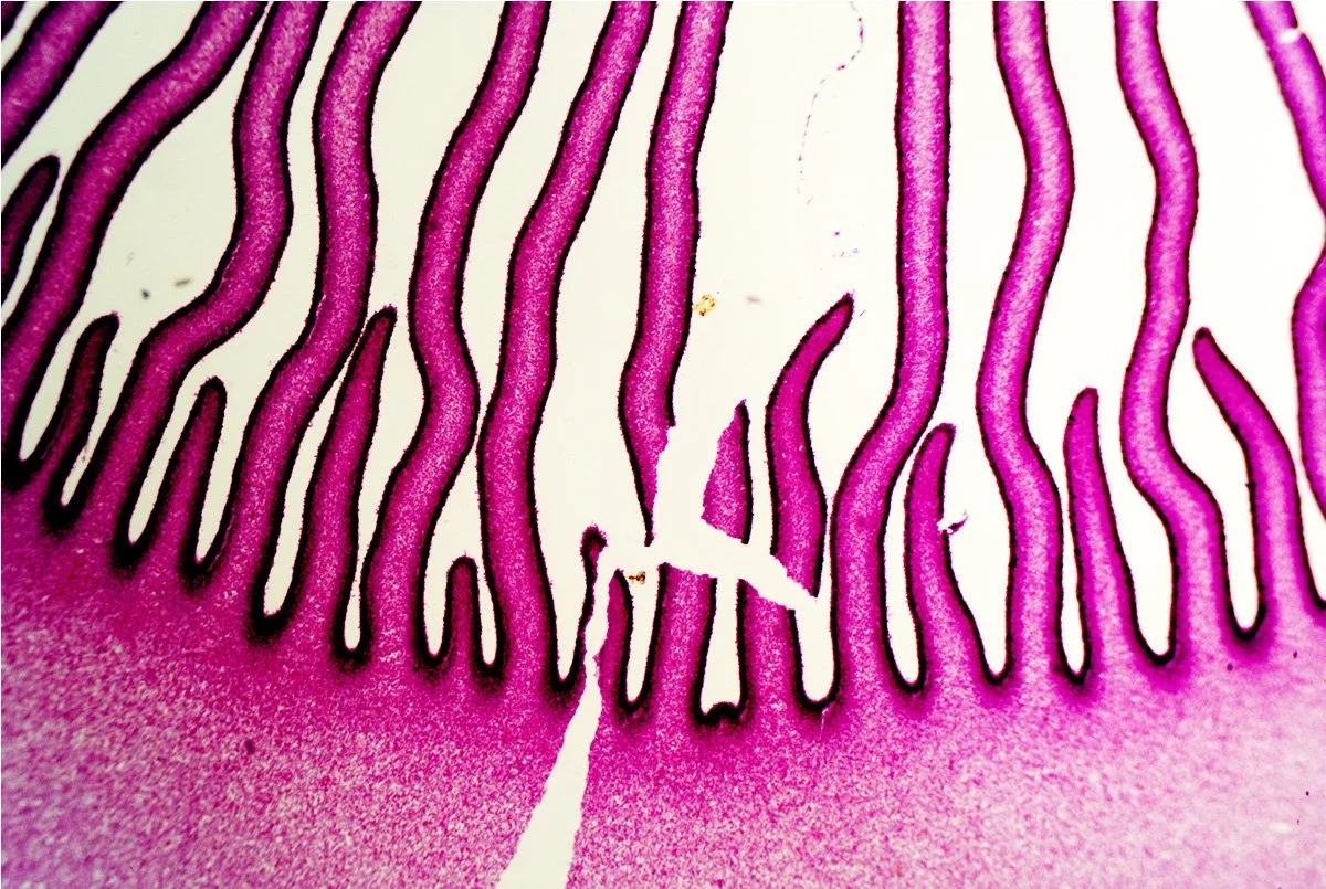 Onion Epidermis 6.jpg