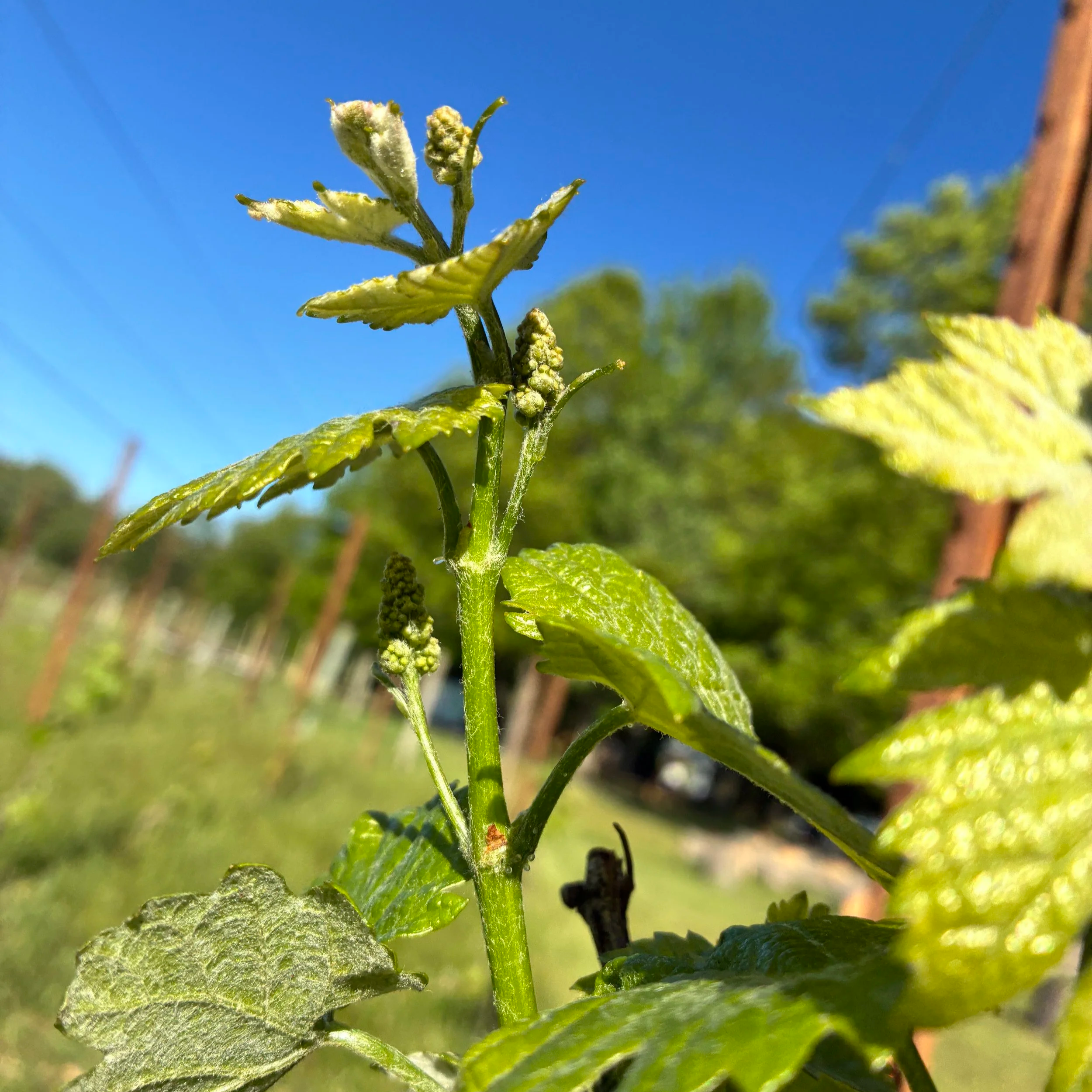Welcome to Her Cellar: A Wine Science Blog by Dr. Sherry Seston