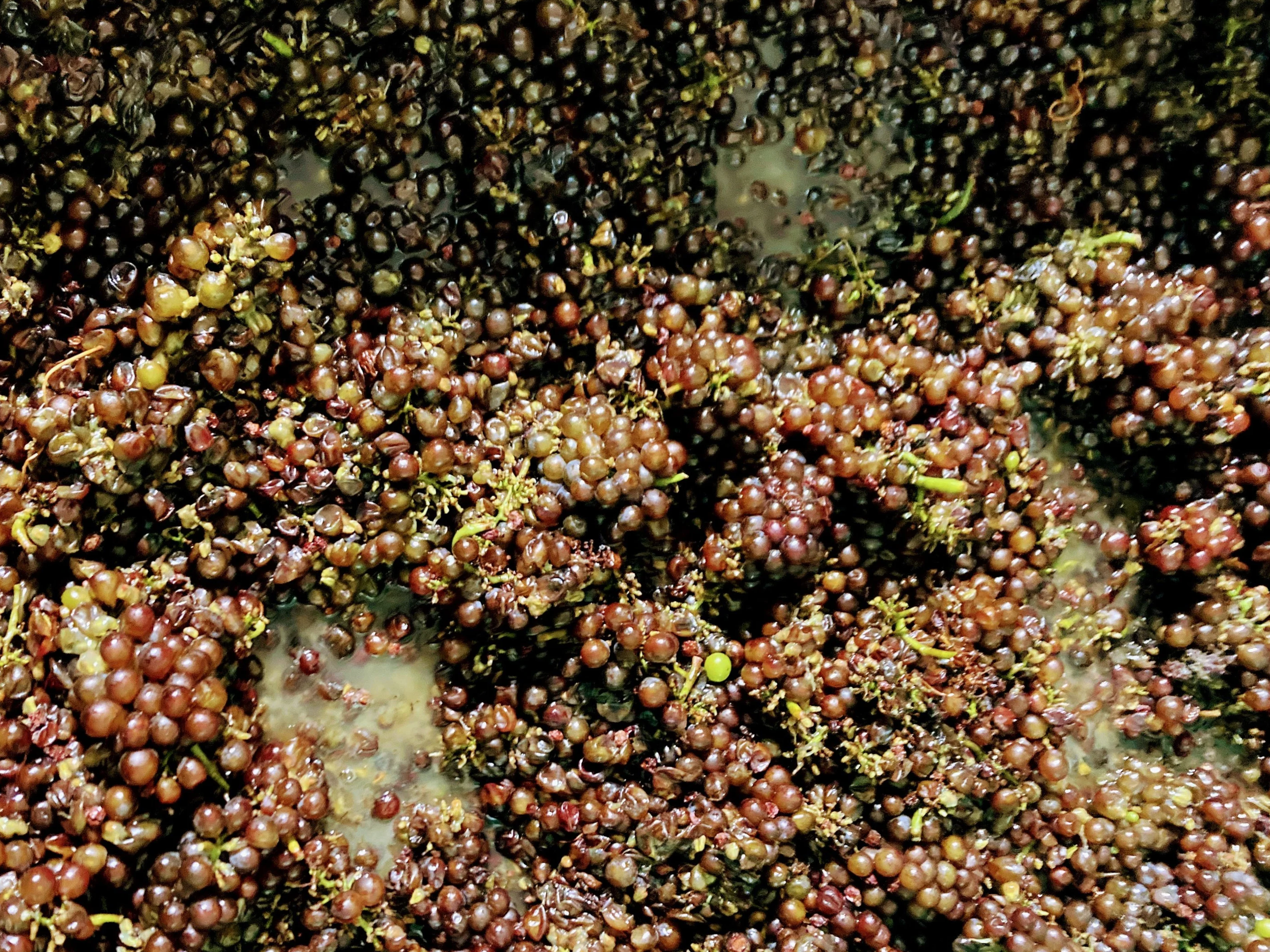 A Winemaker’s Guide to Skin Contact