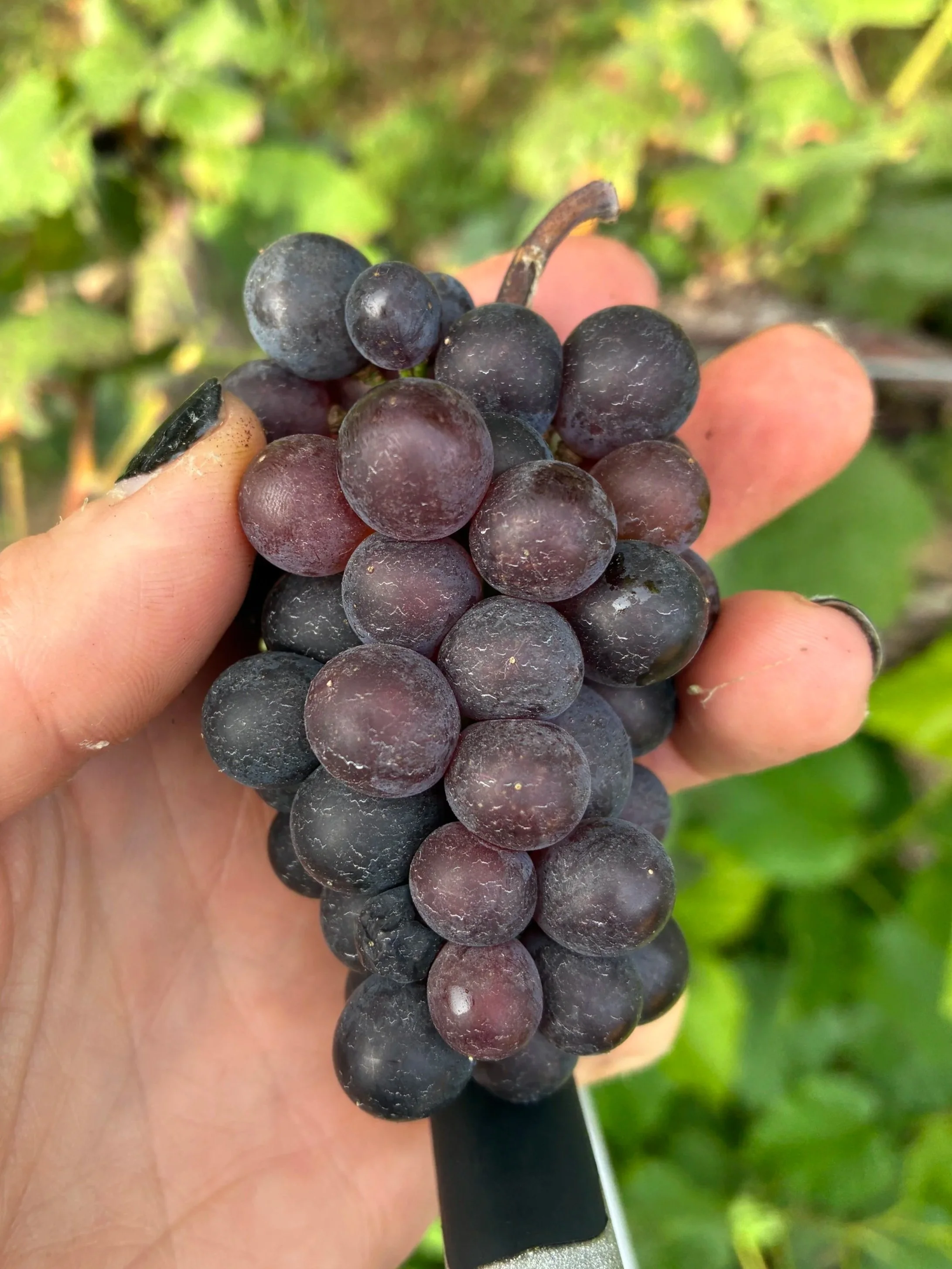 The Perfect Fruit: Why Fine Wine Requires Grapes