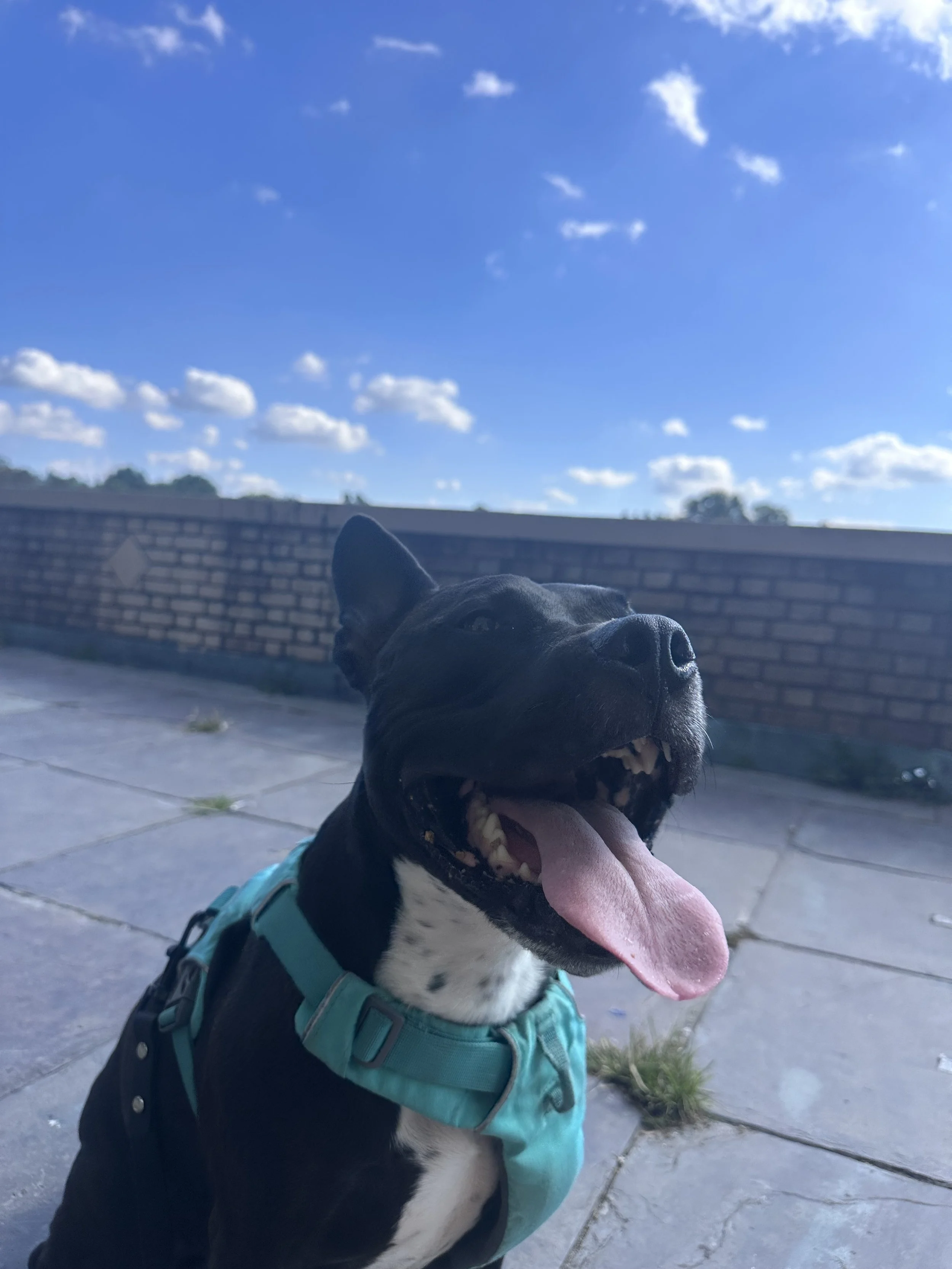 In-Person Dog Training