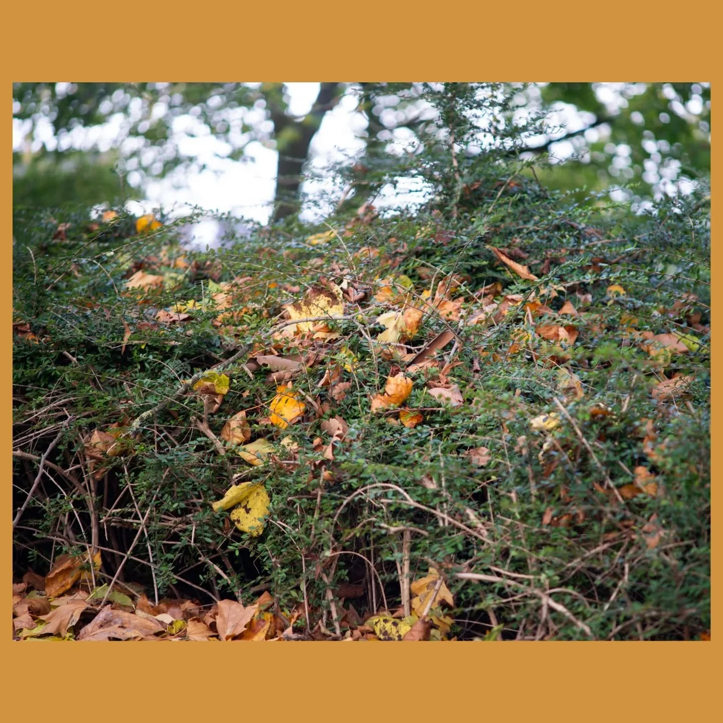 Het is herfst, vul de rest zelf maar in