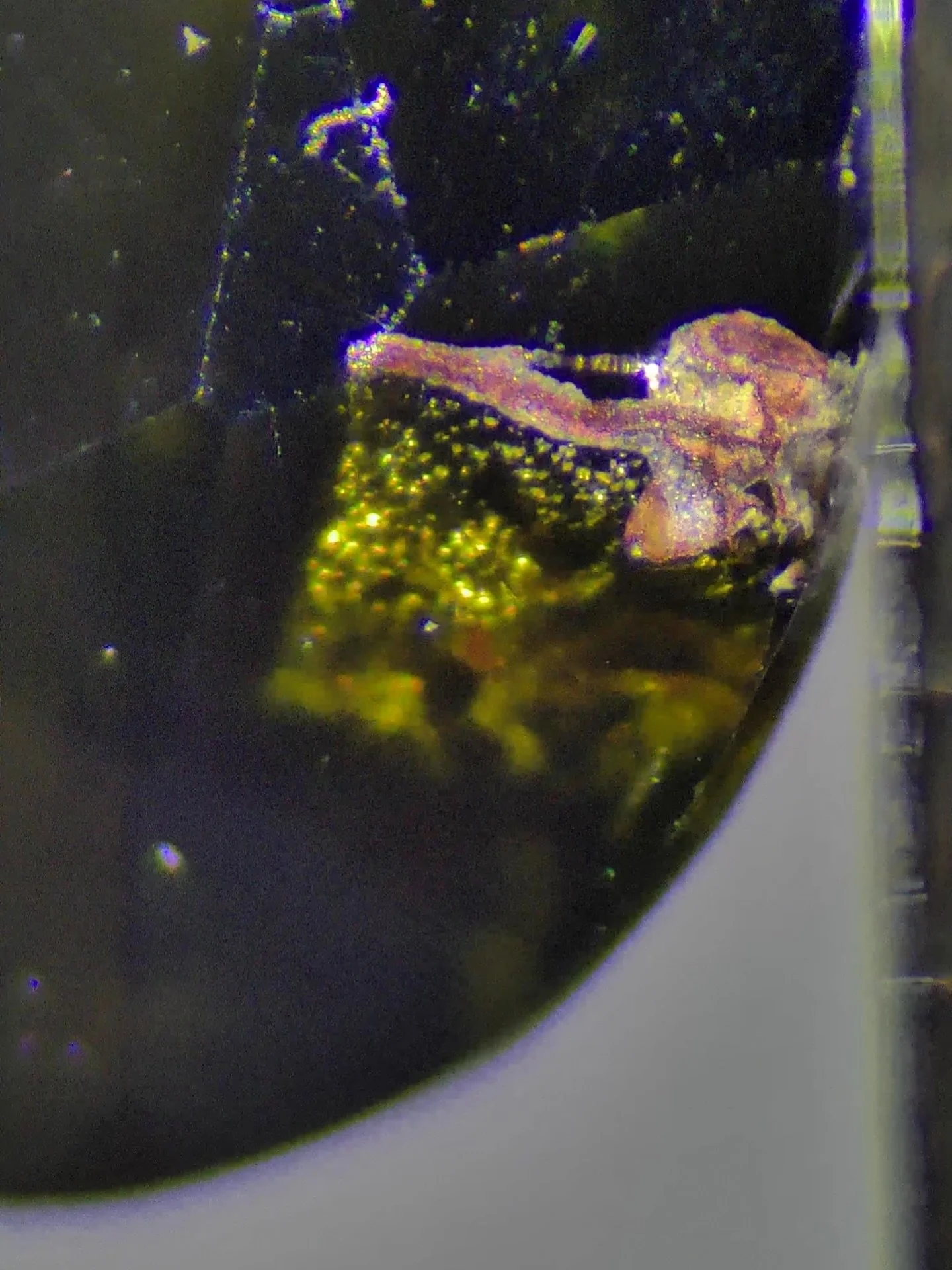 An epidote included epidote. This pink inclusion is piemontite, another variety of epidote. #epidote #hobbylab #gemologist #gemology #hobby #gemidentification #gem #gemstone #cutgems #facetedgems #gemstoneslovers