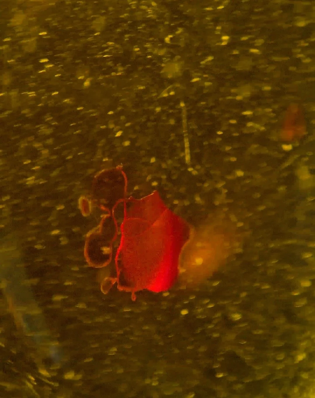 Inside Amber, the light looks like copper=, hitting an inclusion #amber #hobbylab #gemologist #gemology #hobby #gemidentification #gem #gemstones #gems #gemstone #cutgems #facetedgems #gemstoneslovers #gemstonecarving