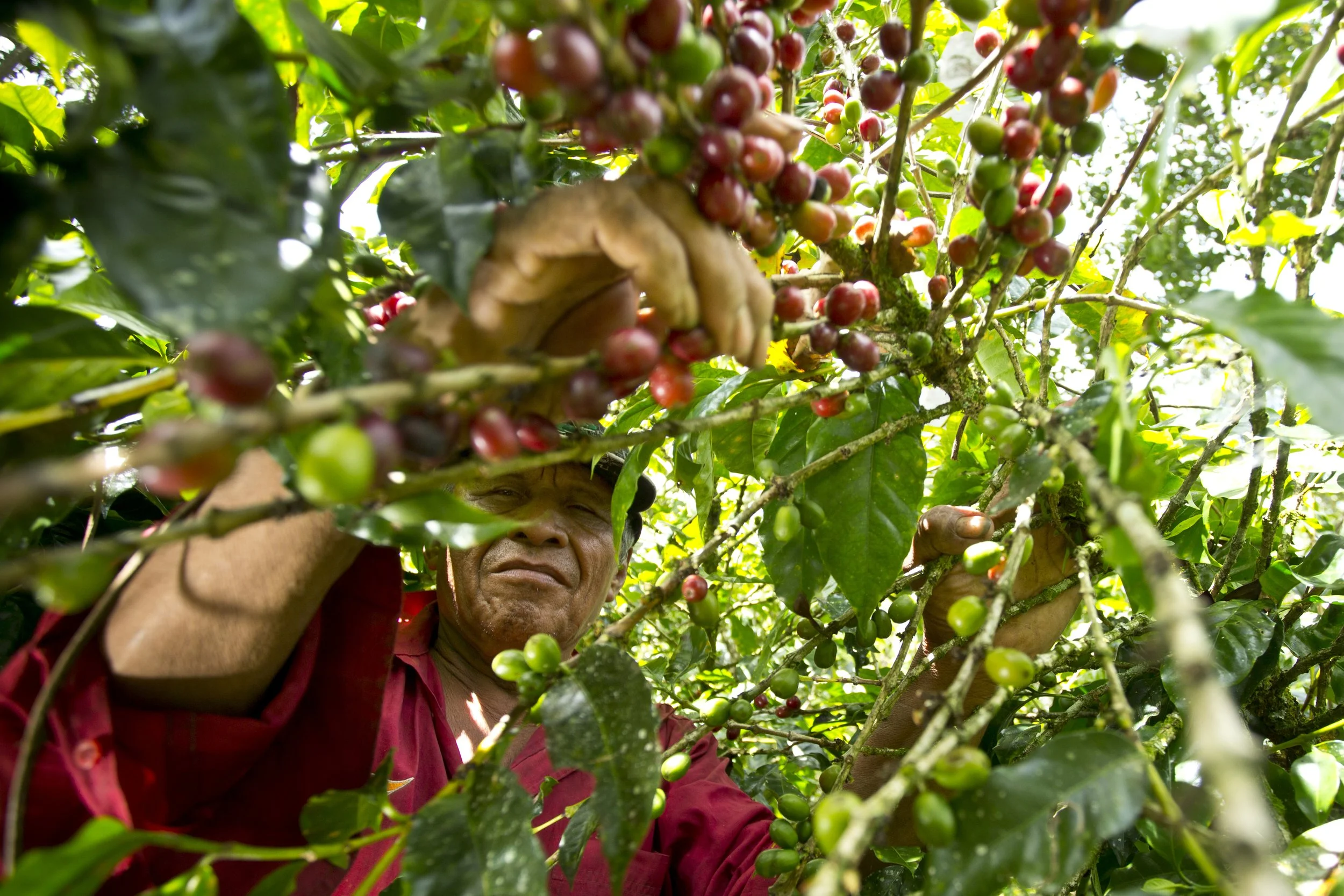 Diego Robelo - Thermic 'Churro' Natural Costa Rican
