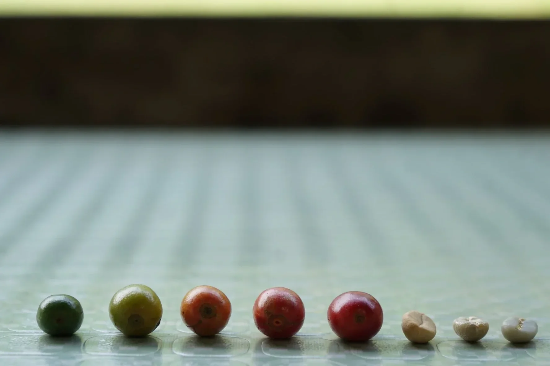 Cherries.webp