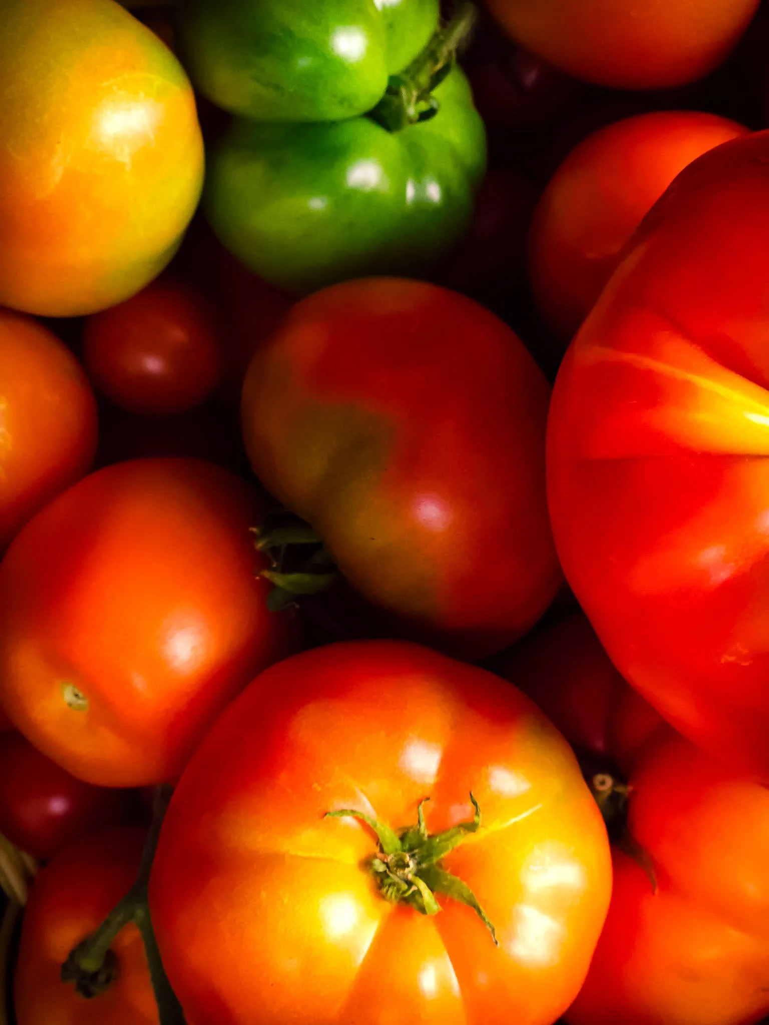 Abundance of Garden Tomatoes