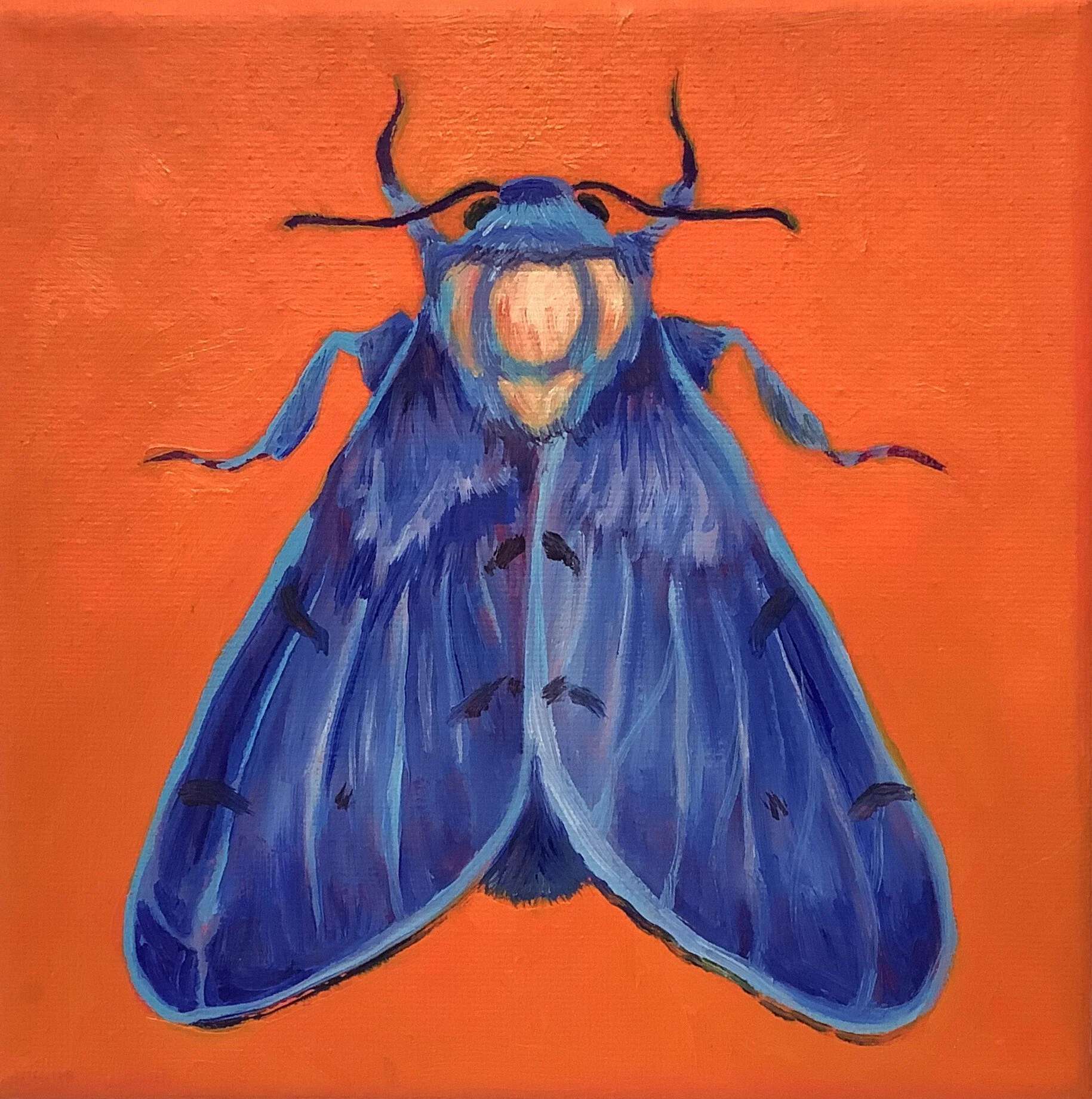 A painting of a blue moth against an orange background.