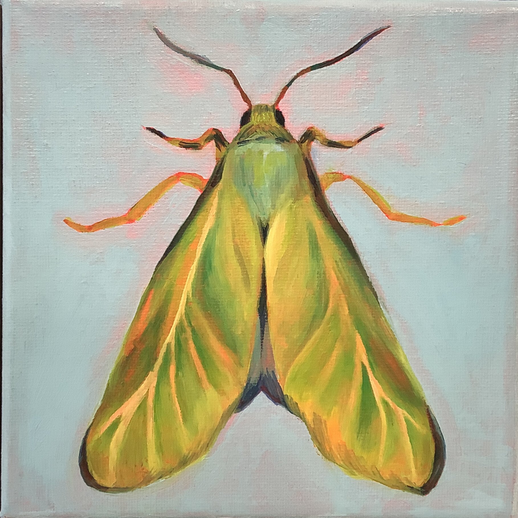 Painting of a green and yellow moth with pink accents on a light background.