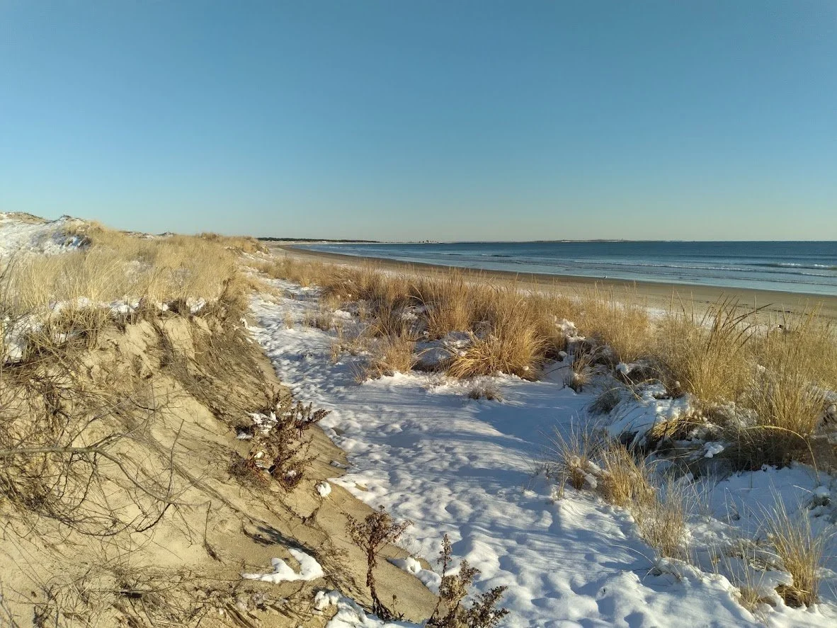 A snow-covered sandy path winding through coastal dunes with tall beach grass, overlooking a calm ocean