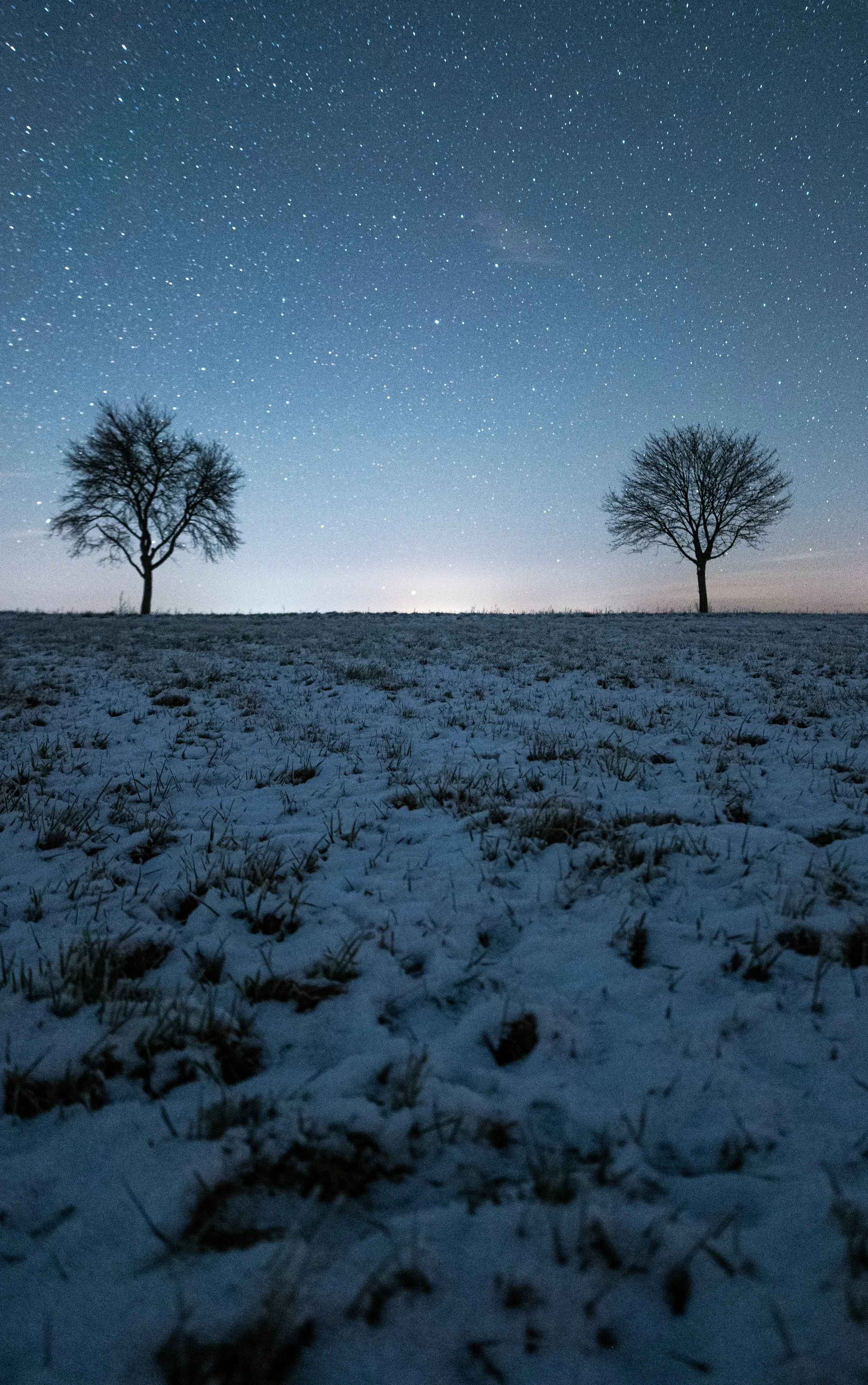 A snowy field at night with two bare trees under a star-filled sky.