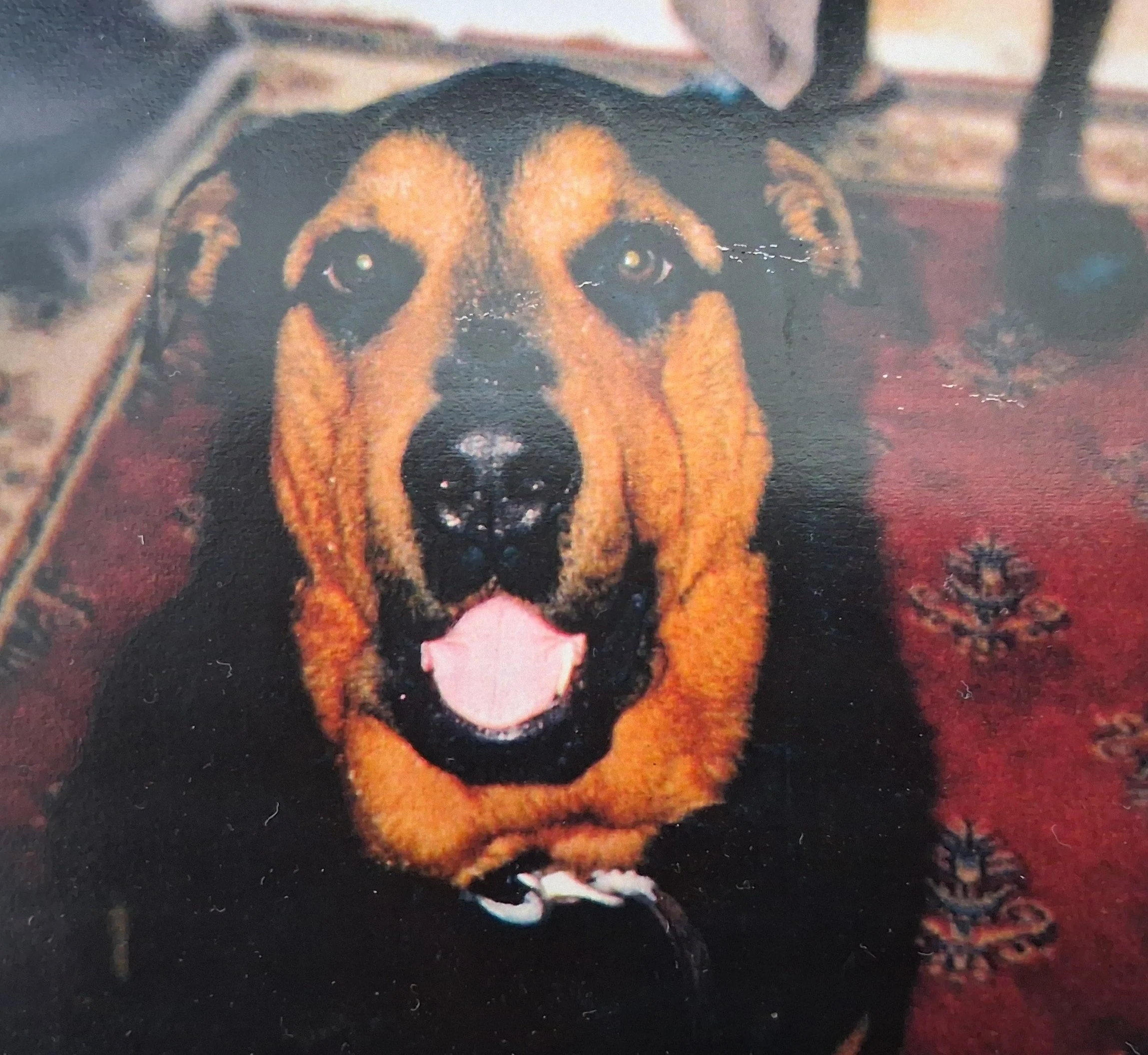 Earl the black-and-tan dog sitting and fronting the camera with its mouth open and tongue out