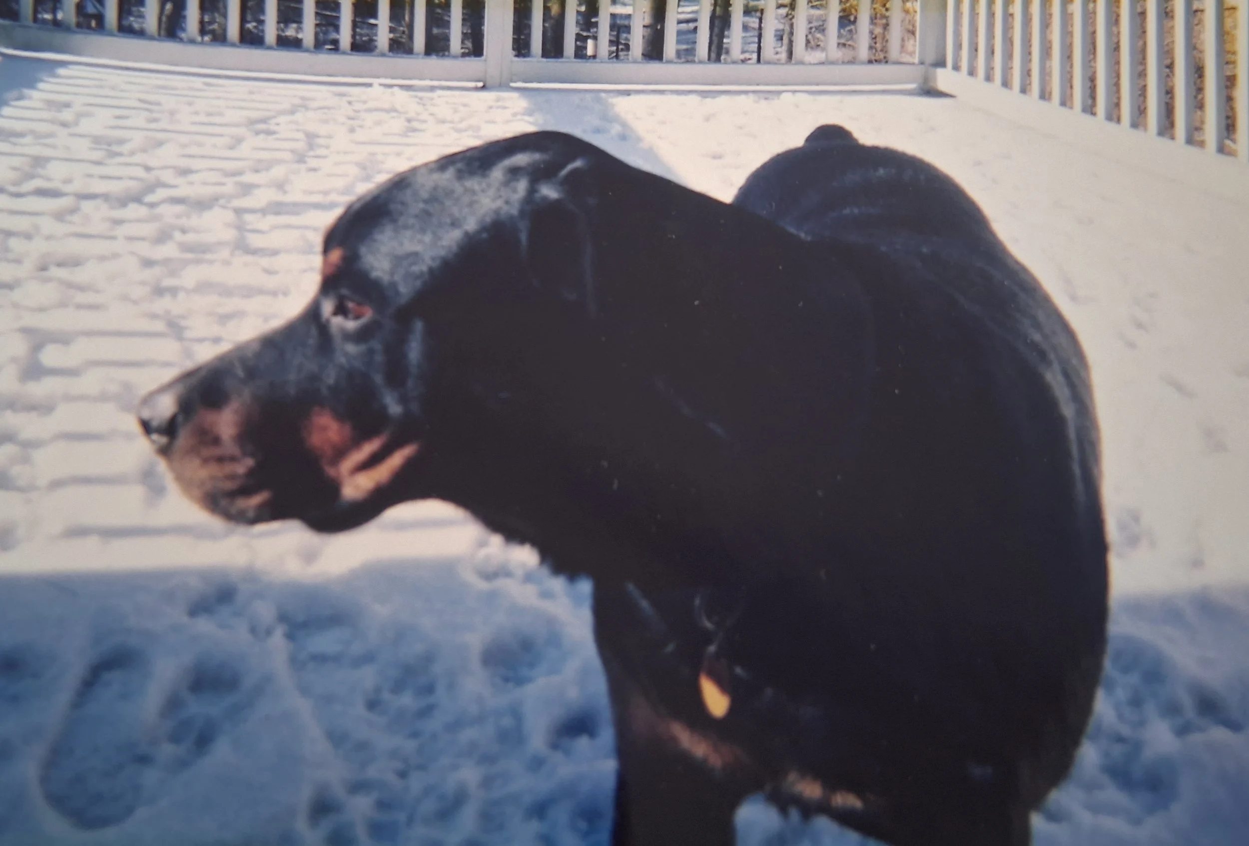 A side-view photo of Rufus, the black-and-tan dog, standing outdoors in the snow