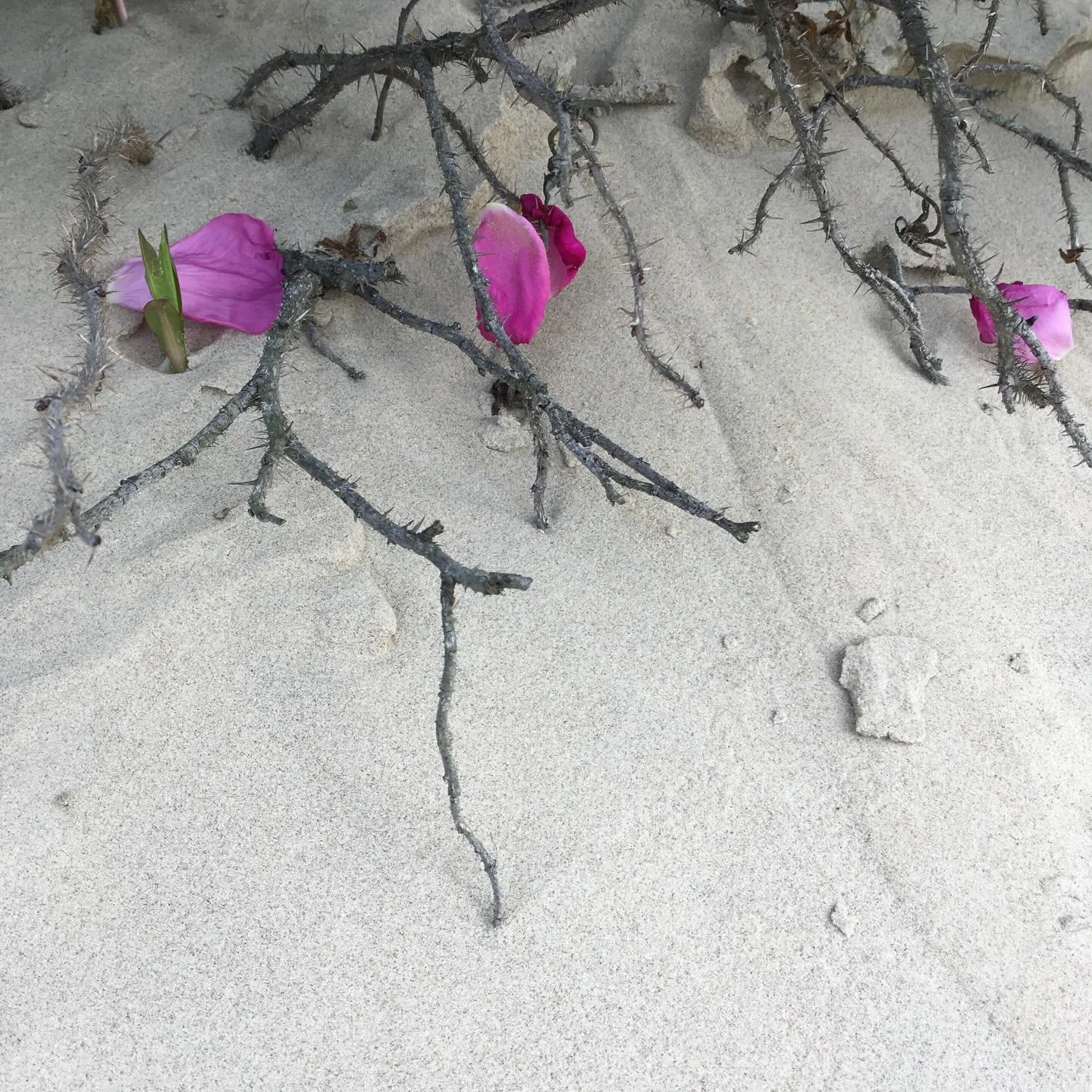 Three events we wanted to shout out! Head over to our calendar for details: 

Feb 14 Midwinter Dreams: Art and Poetry (in Green)
Feb 17 Dino Poet Read Aloud &amp; Workshop (in Red)
Feb 18 CAT NAP (in Green)

Hit the link in the bio for details on the