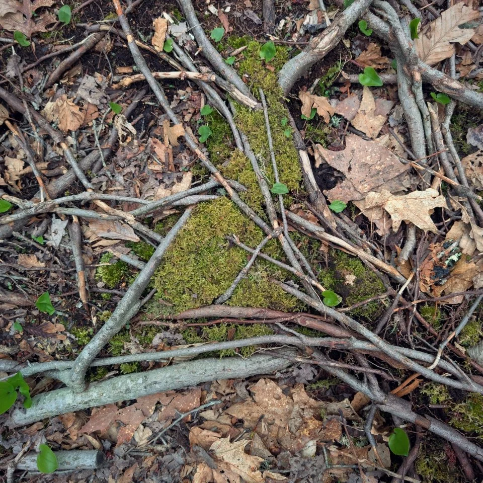 MossRootTriangle.jpg