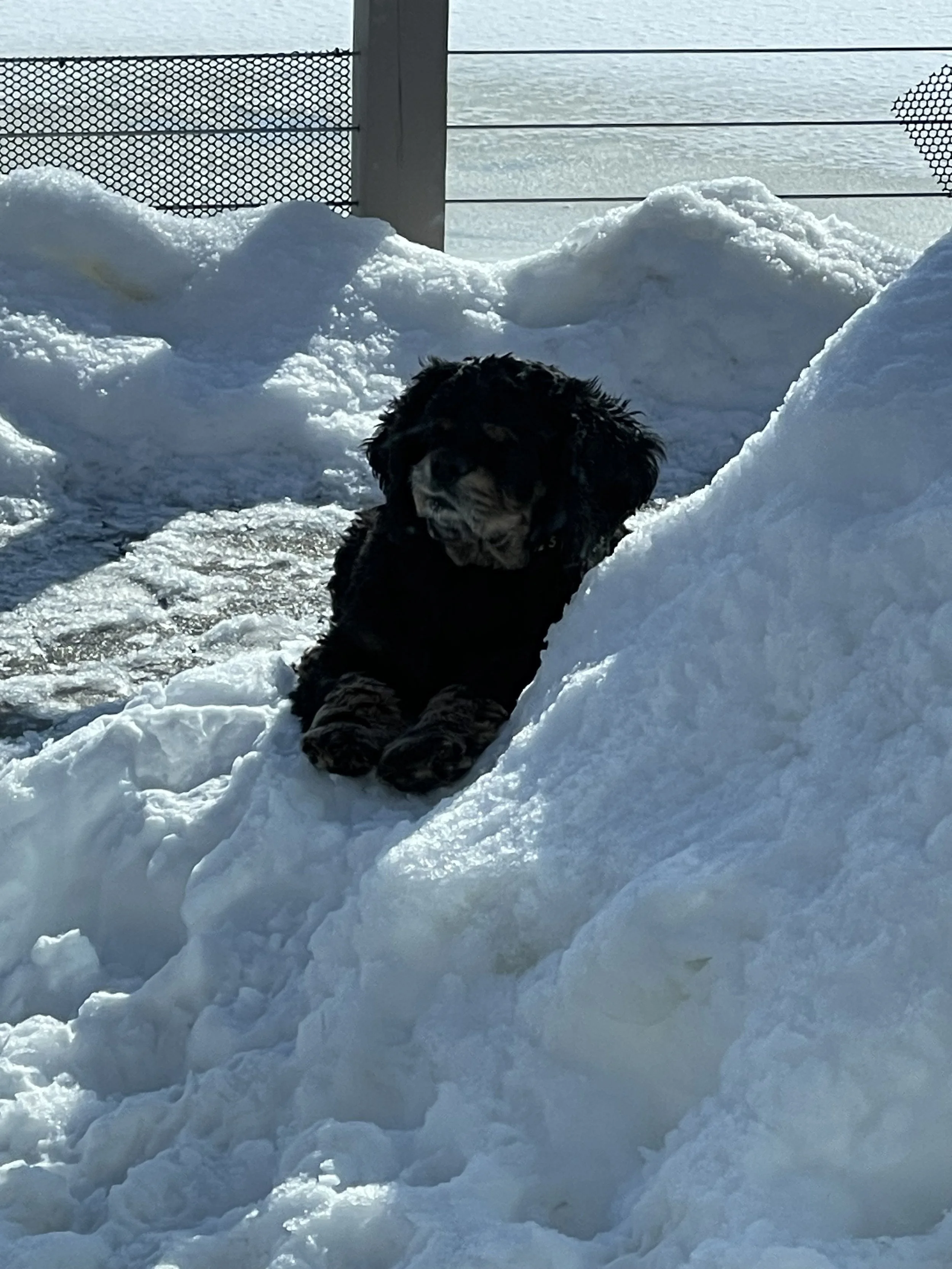Travels with Gracie: Pondering a Dog’s Life
