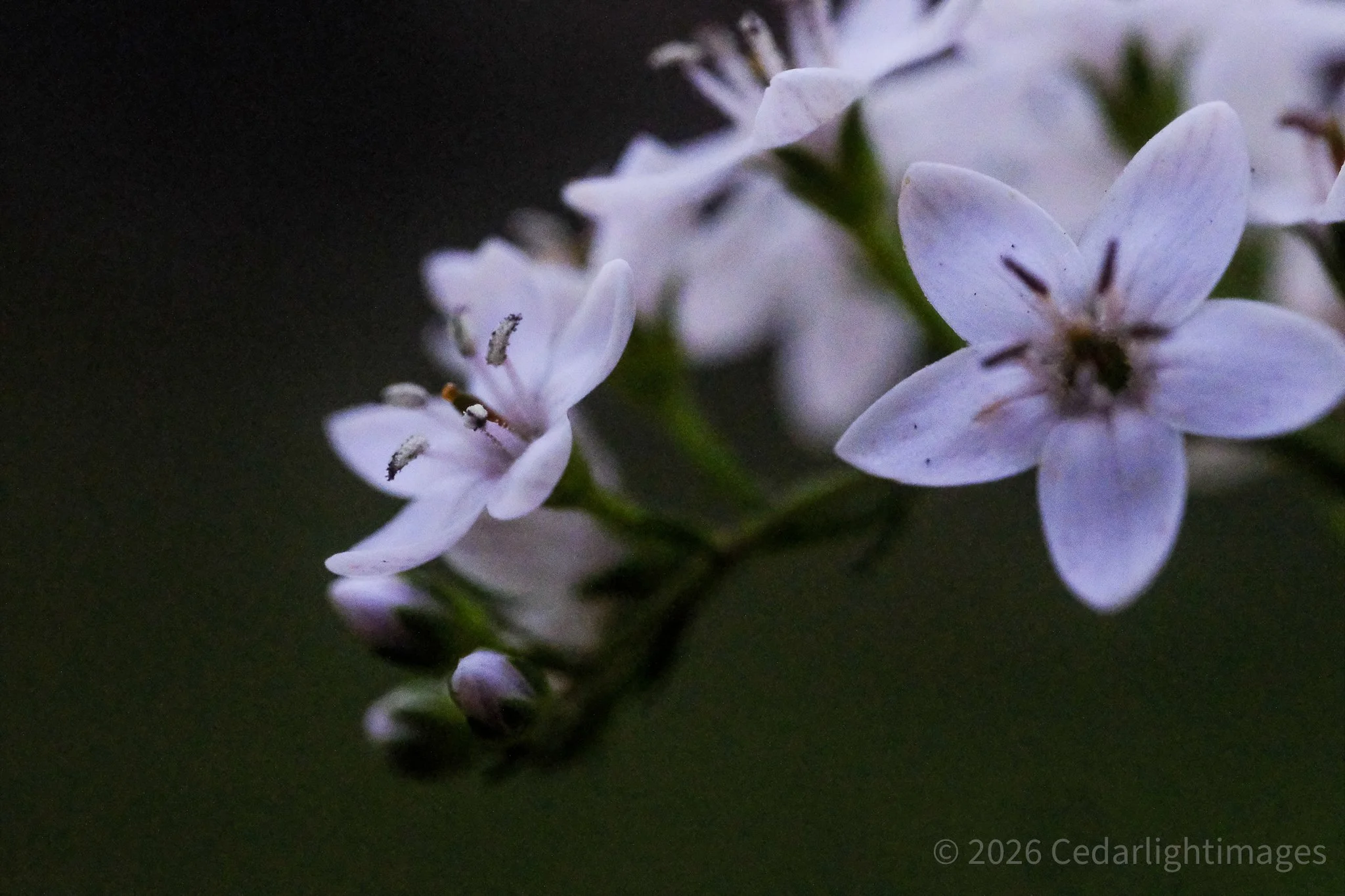Close-up of pale purple flowers blooming on a green stem.