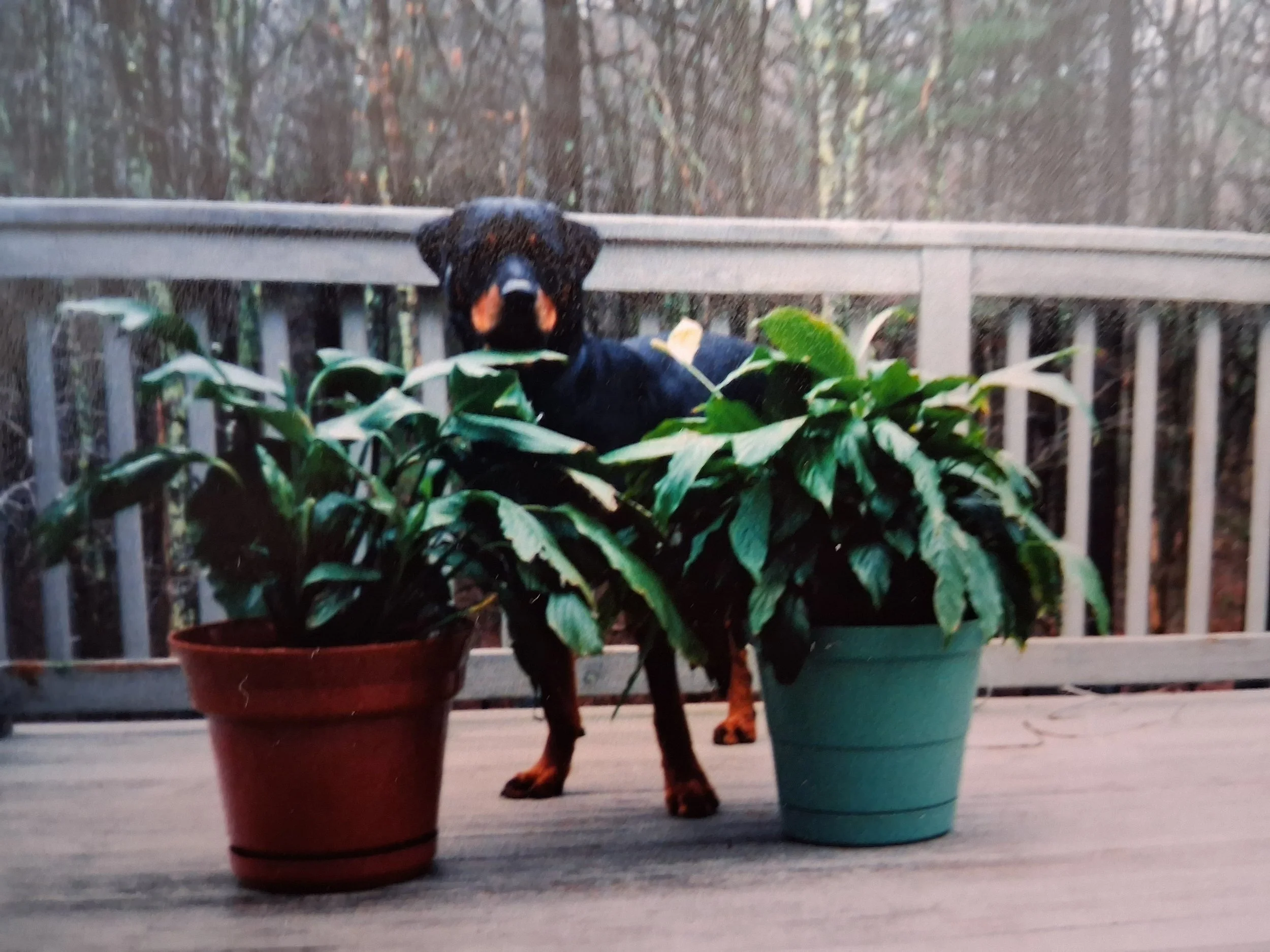 Rufus a black-and-tan dog standing on a deck between two potted plants