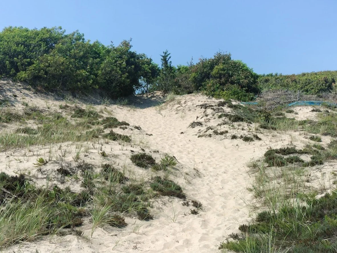 A sandy dune path leading uphill through beach grass and shrubs under a clear blue sky.