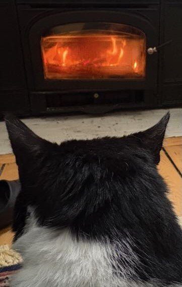 A black-and-white cat sitting indoors, facing a flamed fireplace.