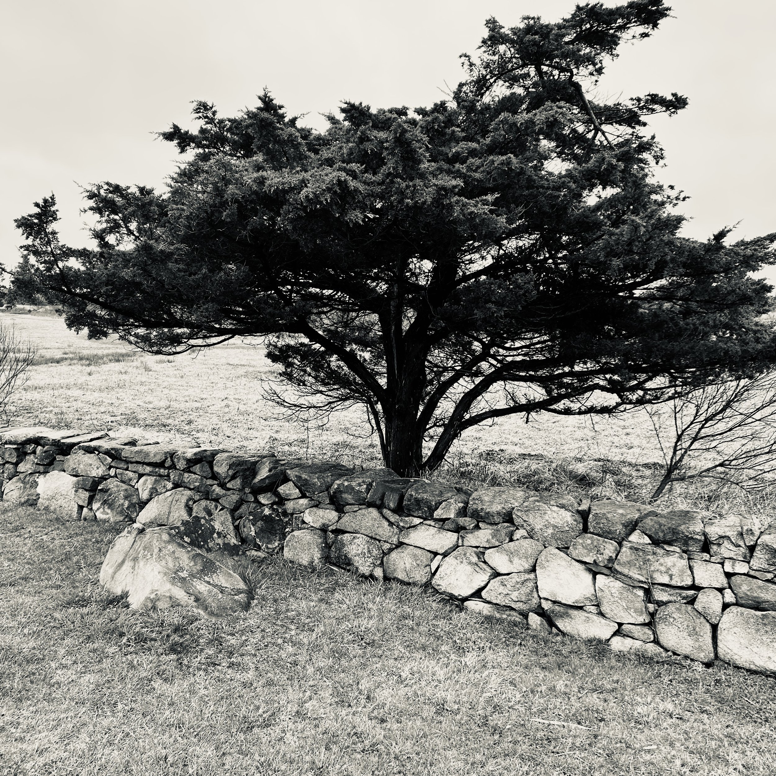 A black-and-white landscape featuring a large tree standing behind a low stone wall in an open field.