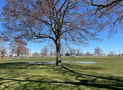 A large leafless tree stands in a grassy park with long shadows stretching across the ground.