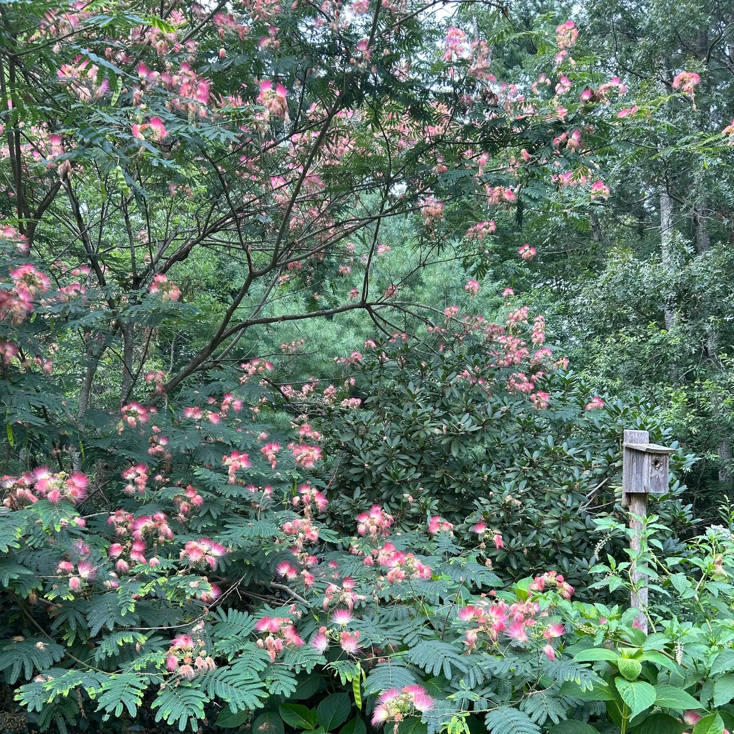 Photograph of a mimosa tree covered with clusters of pink flowers and green foliage.