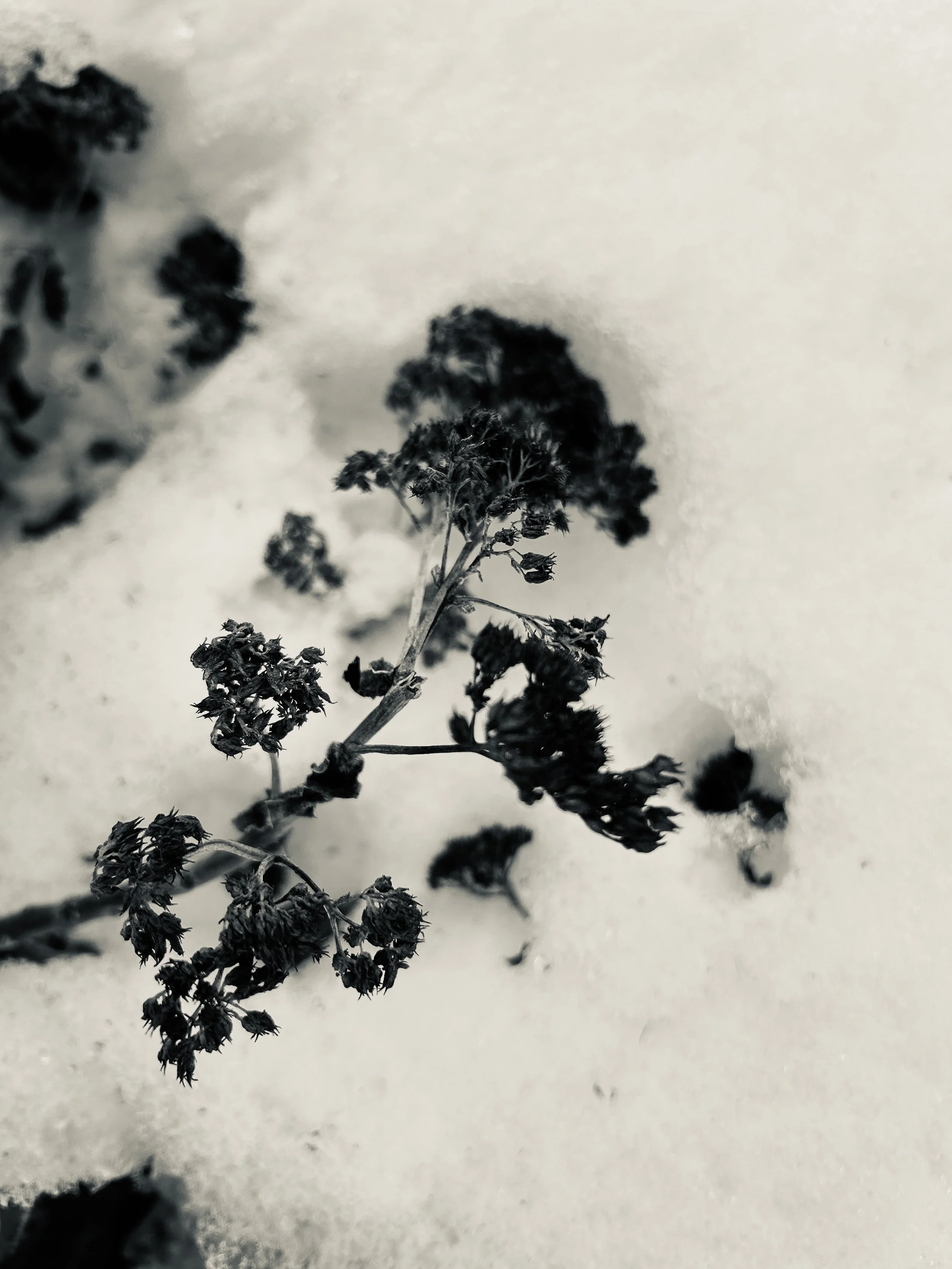 dried plant stems and seed heads partially buried in fresh snow