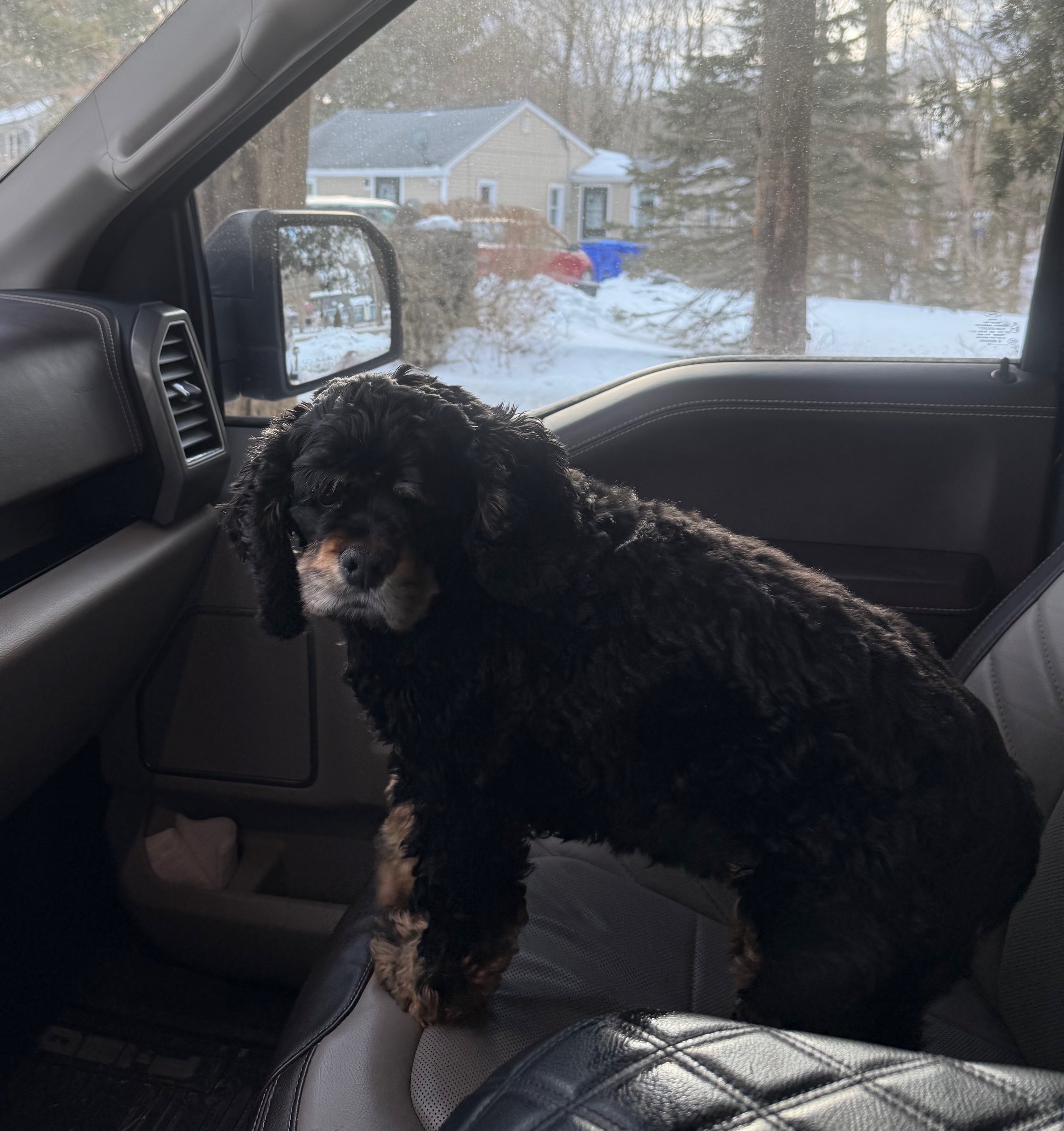 A black-and-tan spaniel sits on the front passenger seat of a car