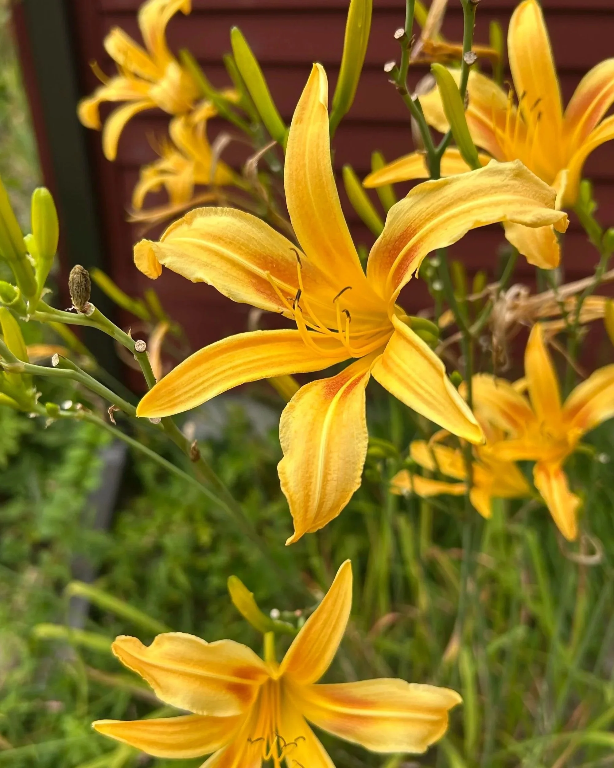 Close-up image of Autumn Minaret Daylily flowers blooming among green foliage.
