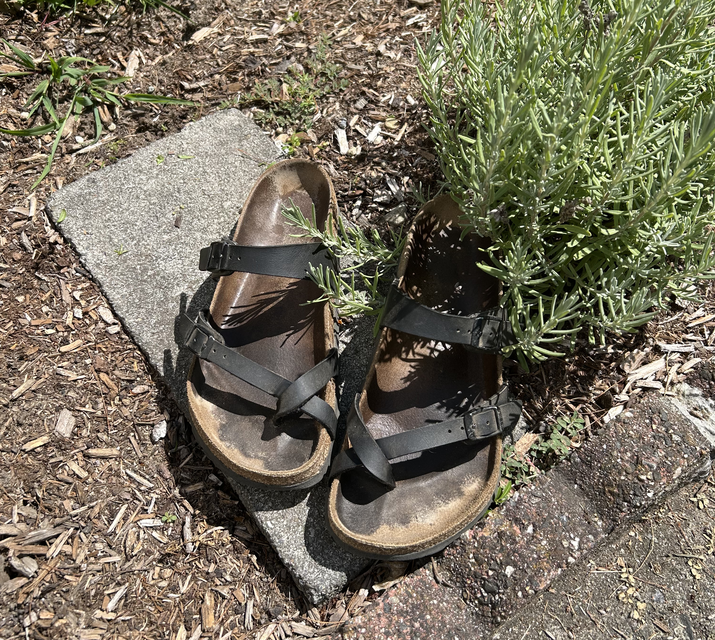 A pair of brown and black strappy sandals placed on a stone beside green plants
