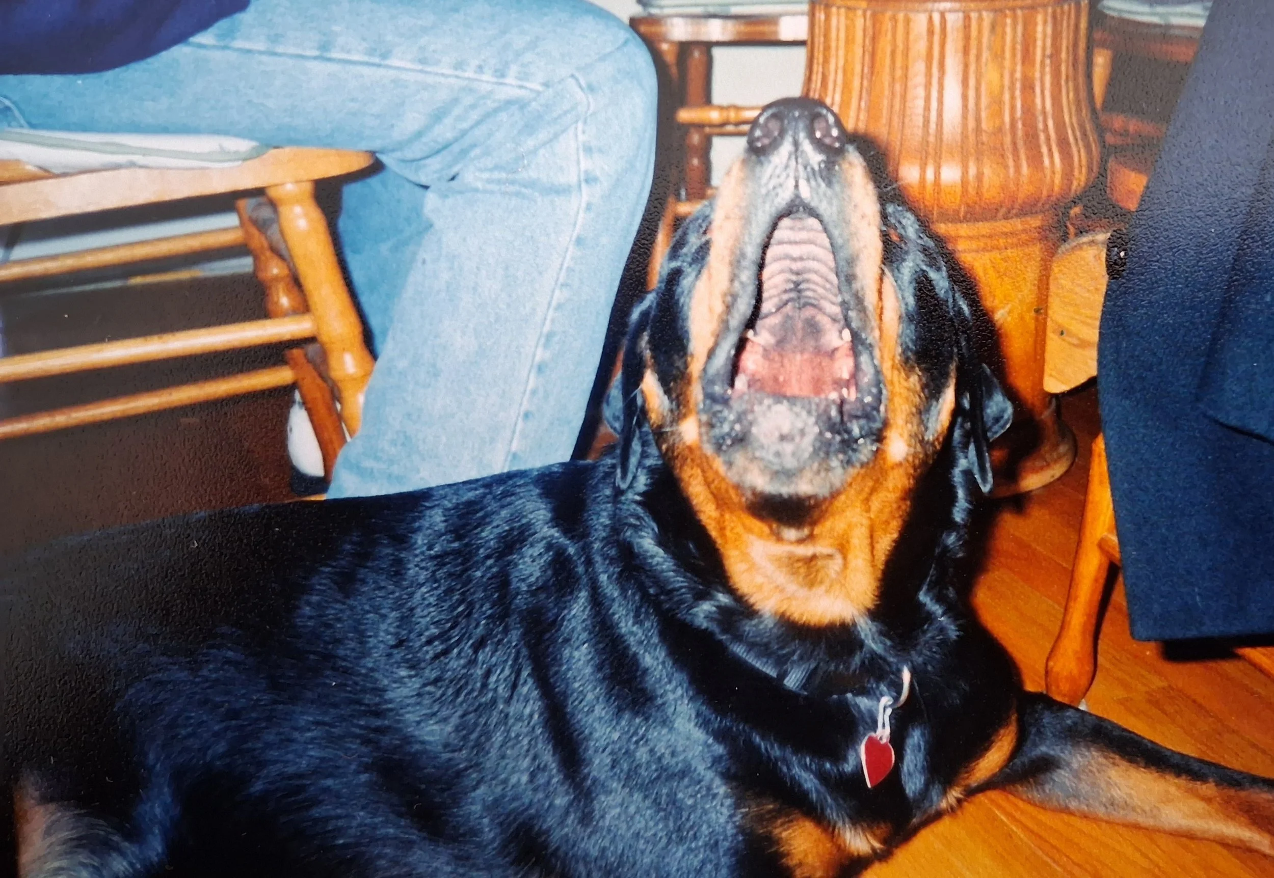 Rufus a black-and-tan dog with head tilted back and mouth open wide