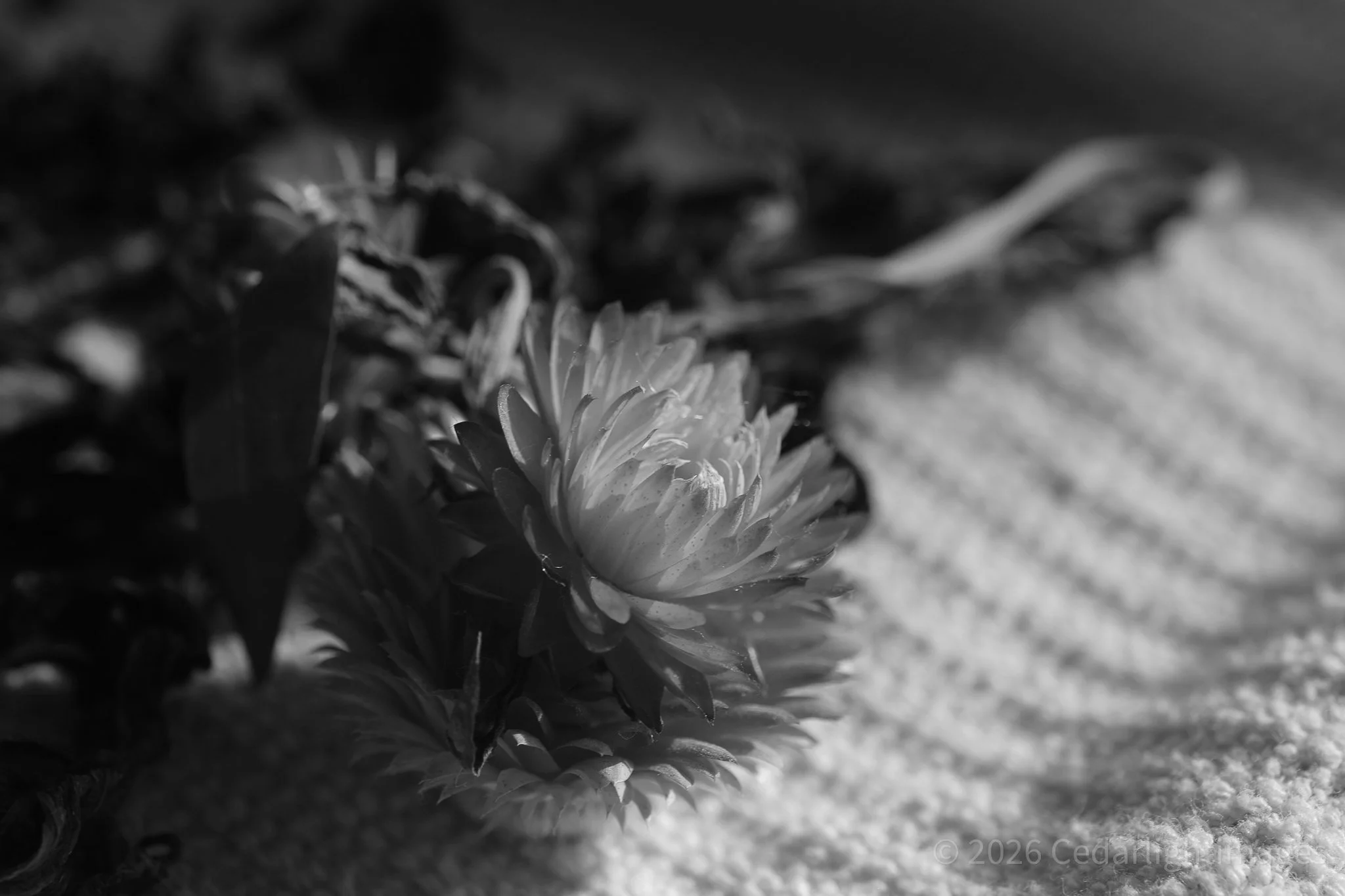 A close-up black-and-white photograph of a flower blooming among foliage