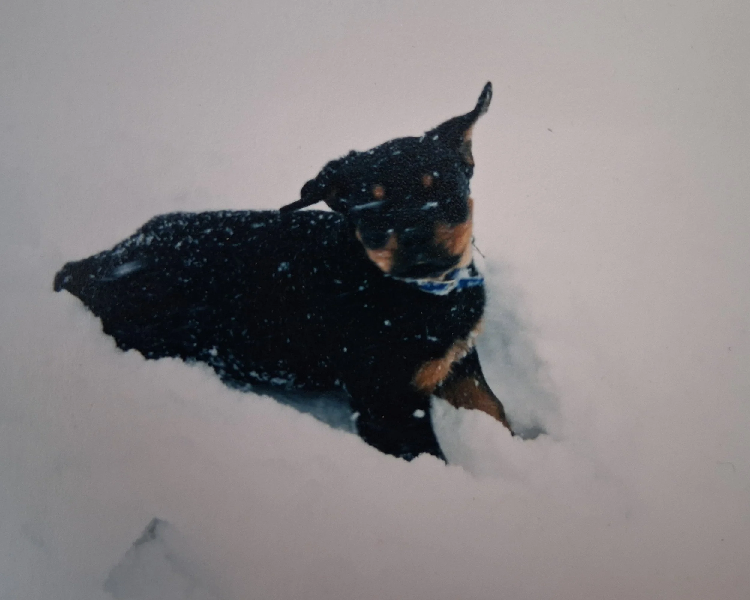 Earl a black-and-tan puppy standing in deep snow outdoors