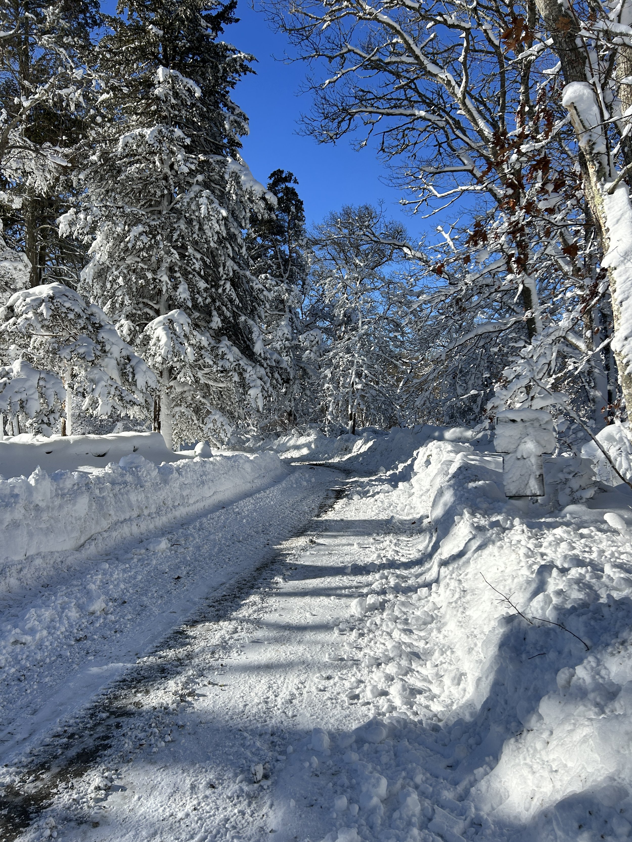 A snow-covered road lined with tall trees heavy with snow