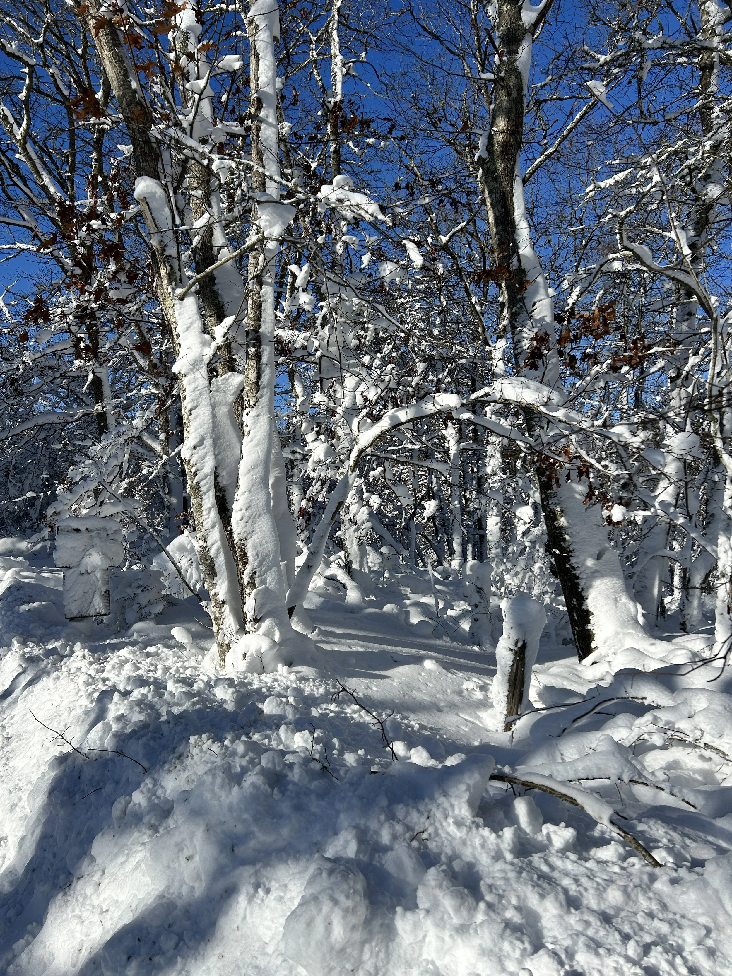 Snow-covered trees in a wooded area under a bright blue winter sky.